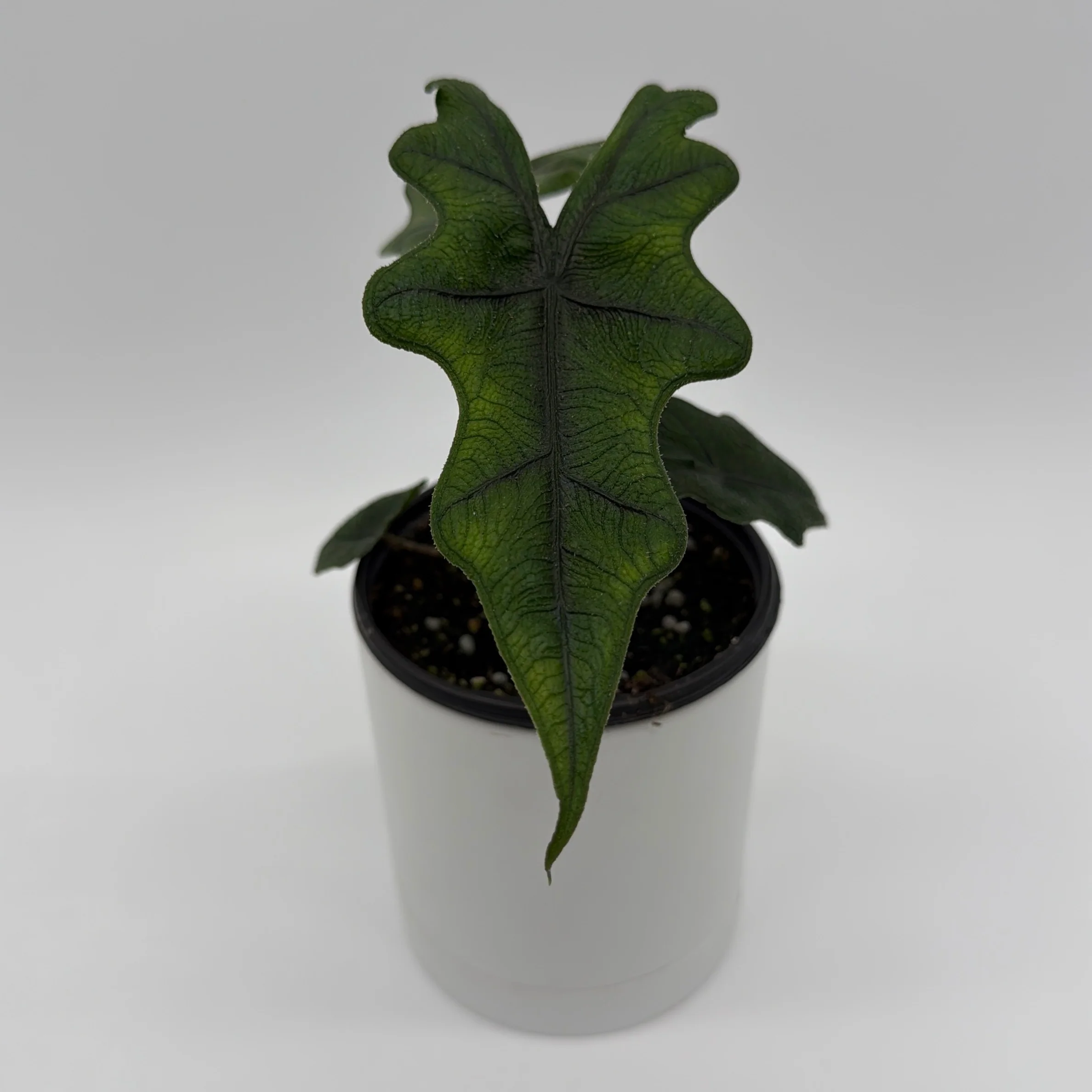 Alocasia Jacklyn - Image 3