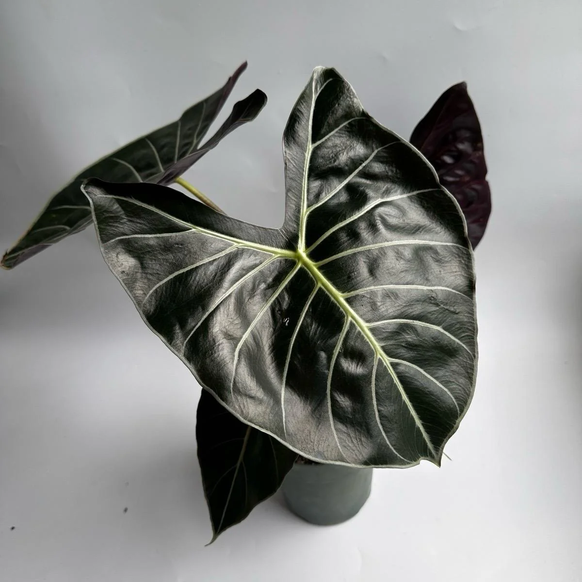 Alocasia Longiloba 'Dragon's Tooth' - Image 2