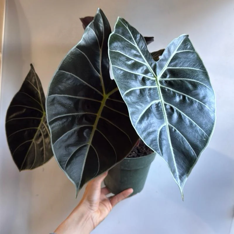 Alocasia Longiloba 'Dragon's Tooth' - Image 3