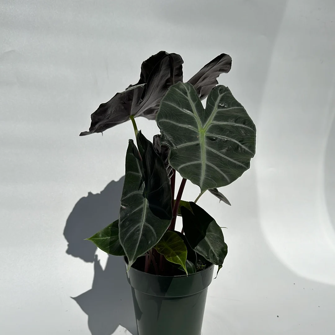 Alocasia Morroco - Image 2