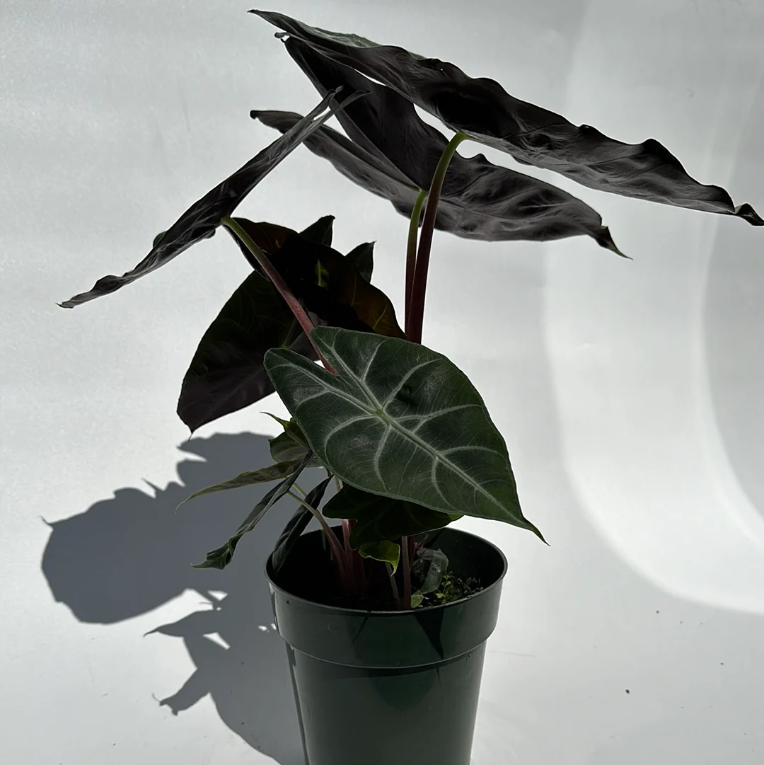 Alocasia Morroco - Image 3