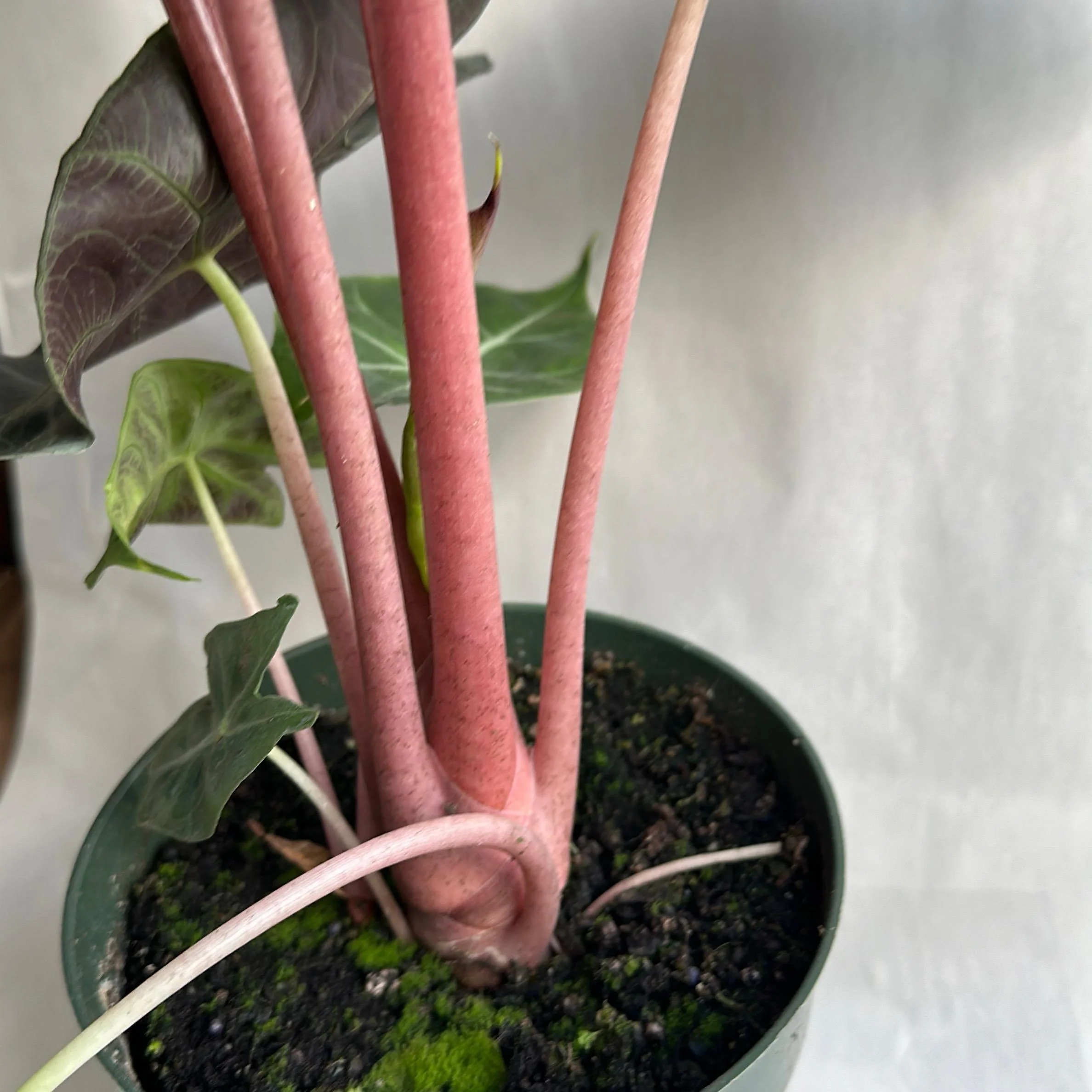 Alocasia Morroco - Image 4