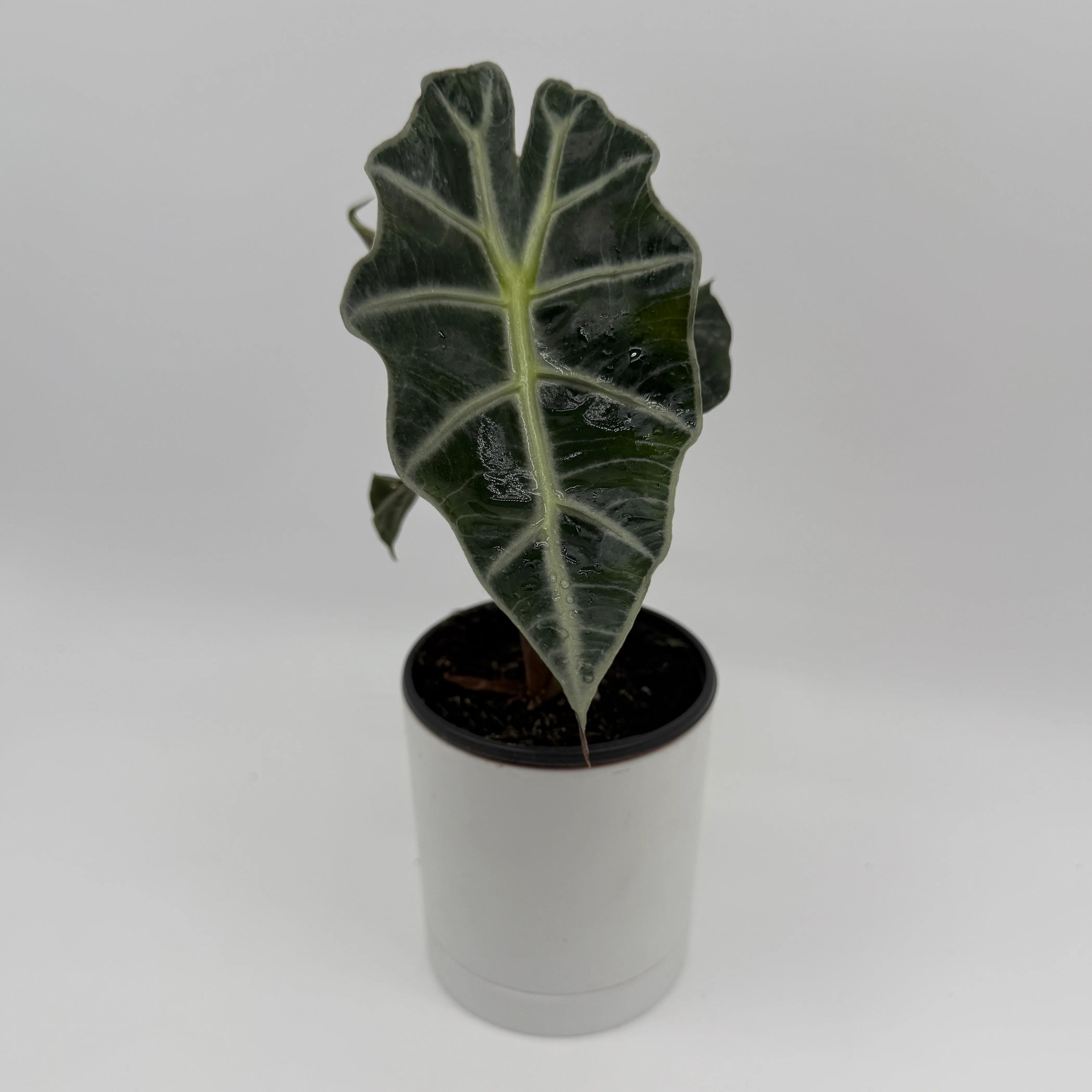 Alocasia Mystery Bundle Box - 3 Alocasia Plants - Image 3