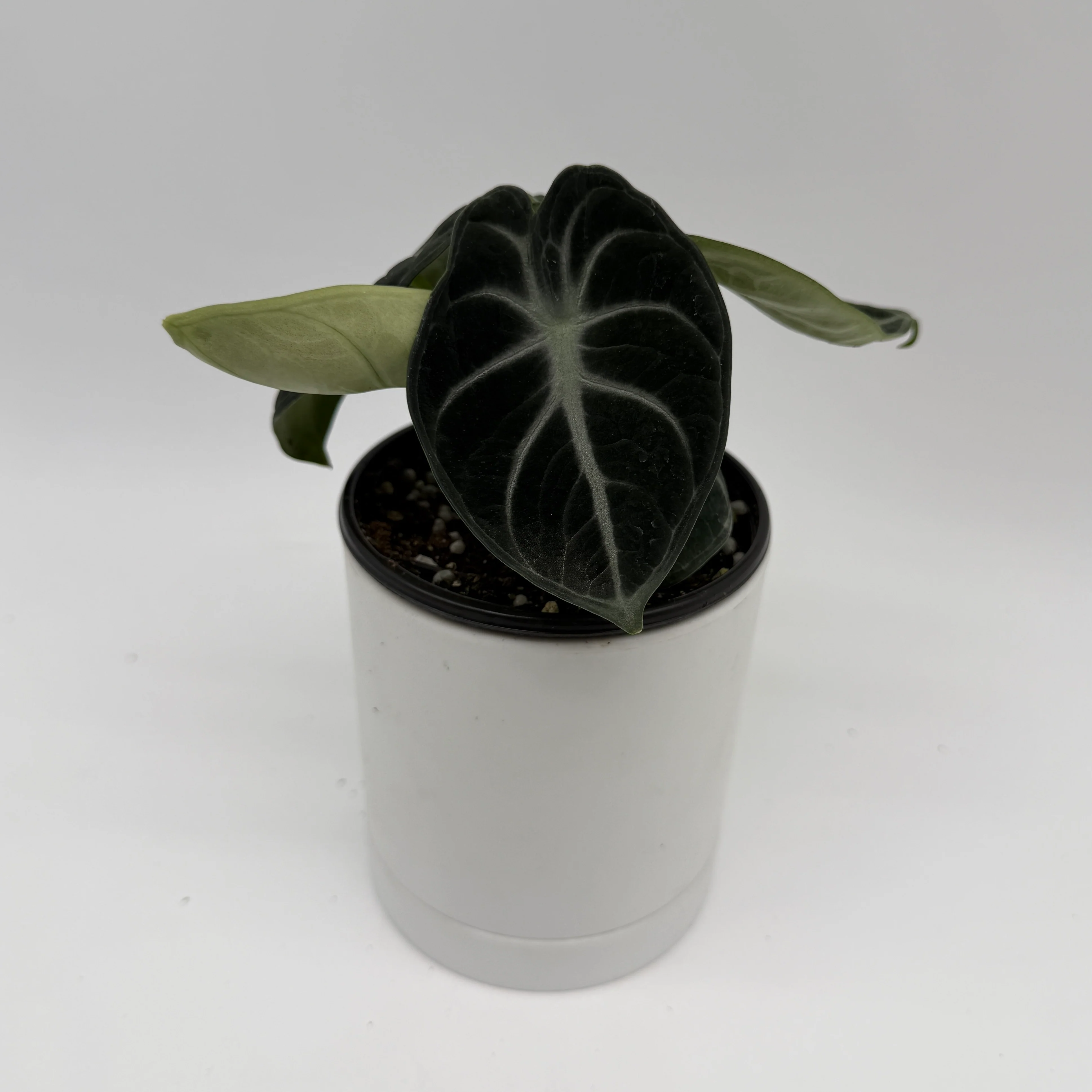 Alocasia Mystery Bundle Box - 3 Alocasia Plants - Image 4