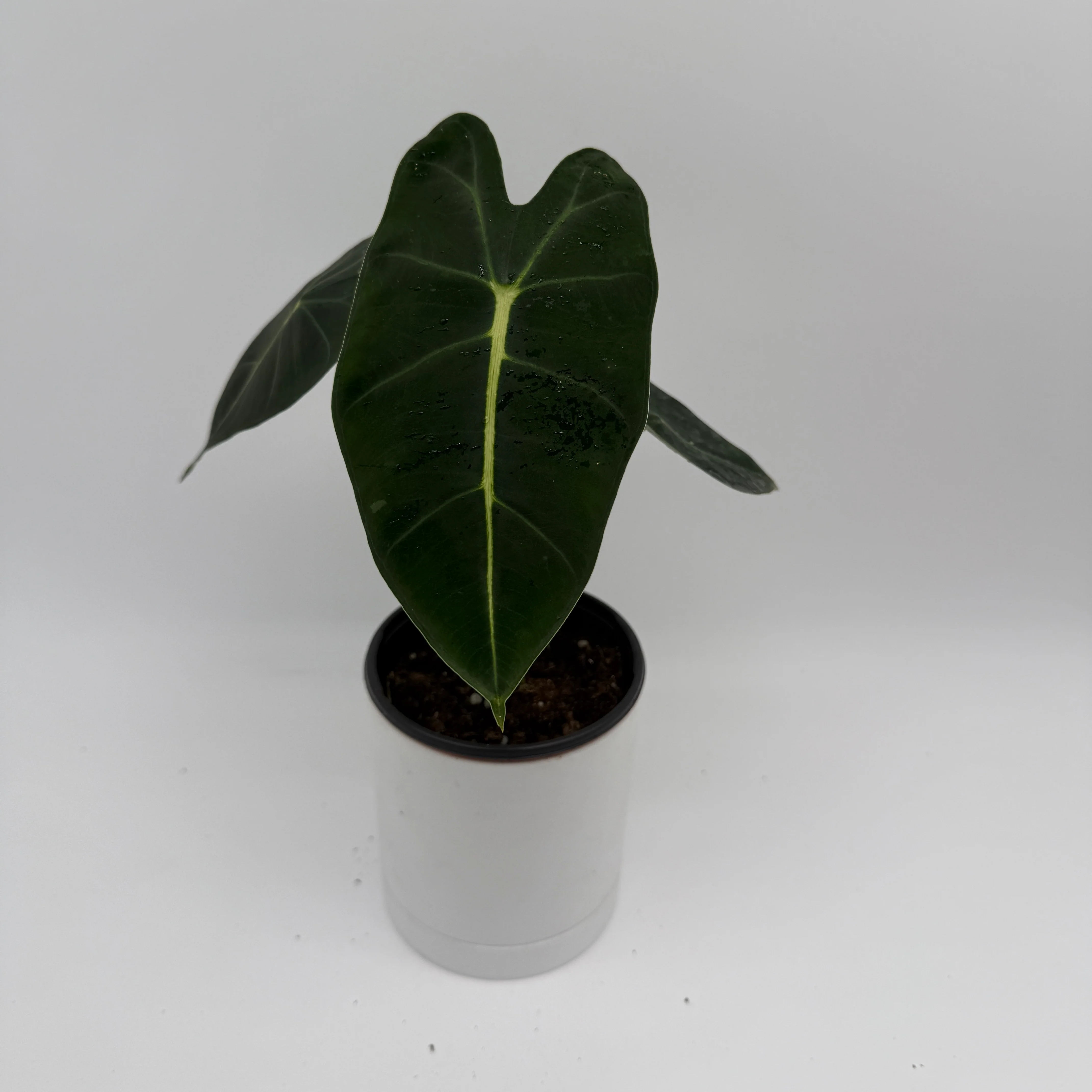 Alocasia Mystery Bundle Box - 3 Alocasia Plants - Image 5