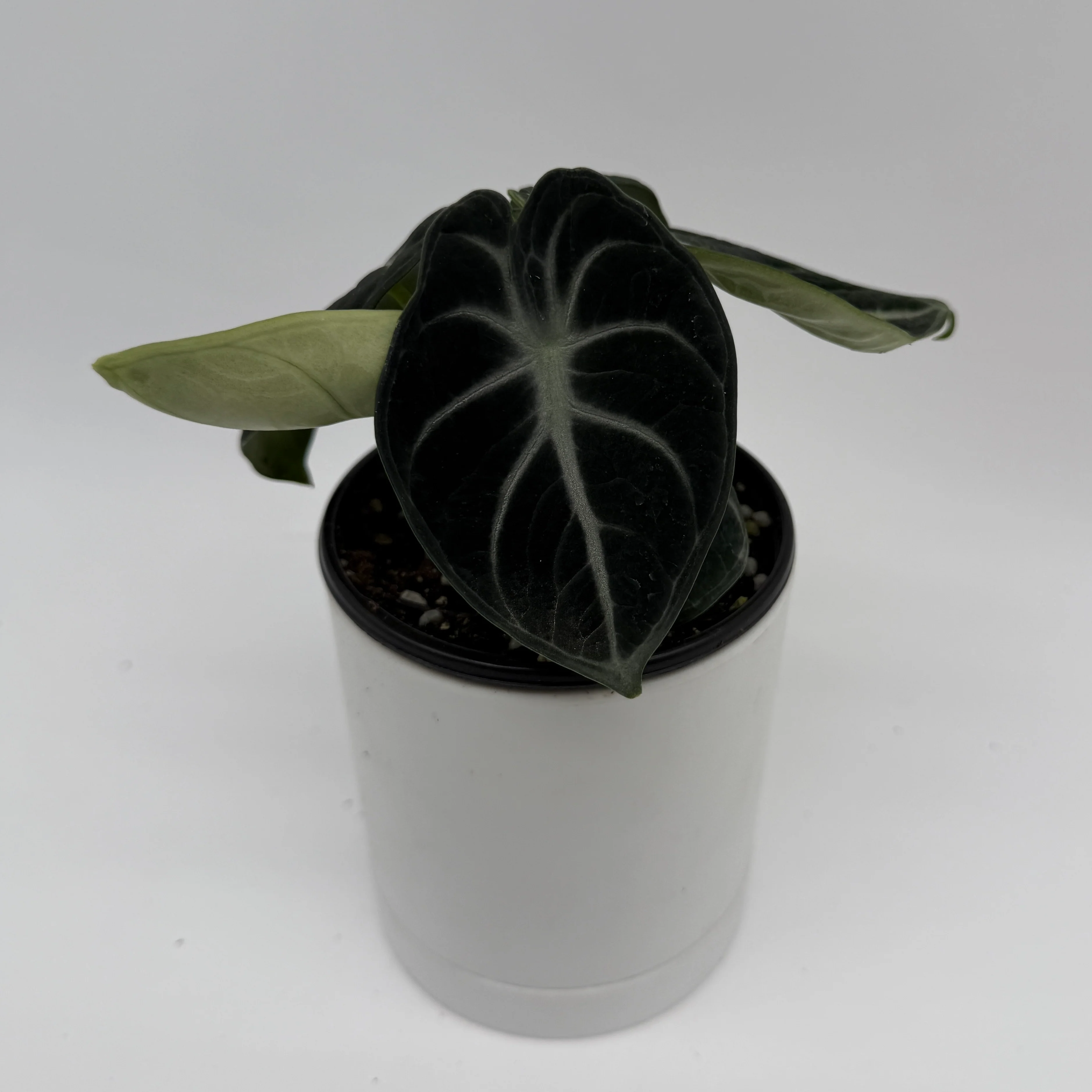 Alocasia Mystery Bundle Box - 3 Alocasia Plants - Image 6