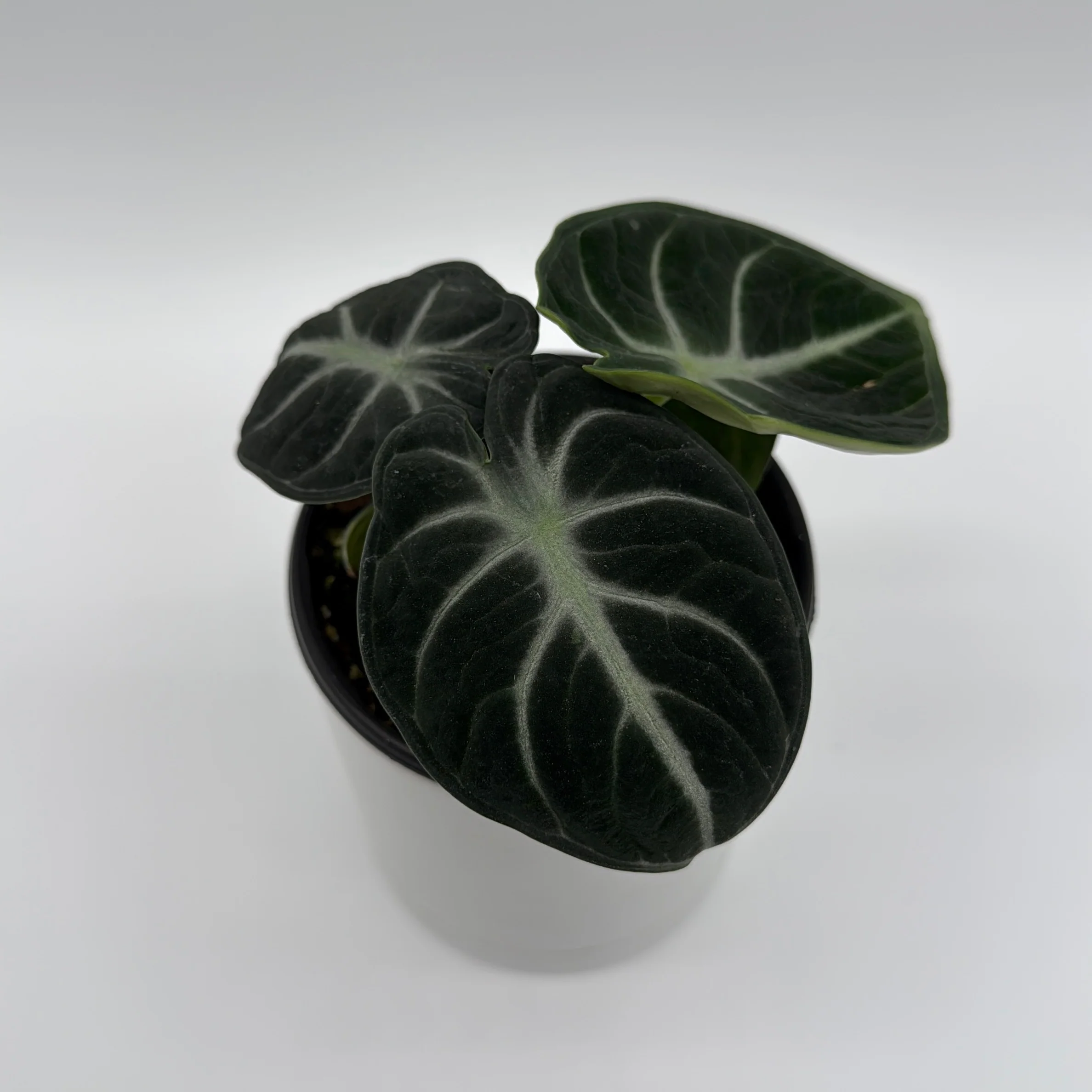 Alocasia Ninja - Image 3