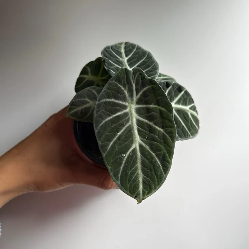 Alocasia Ninja - Image 5