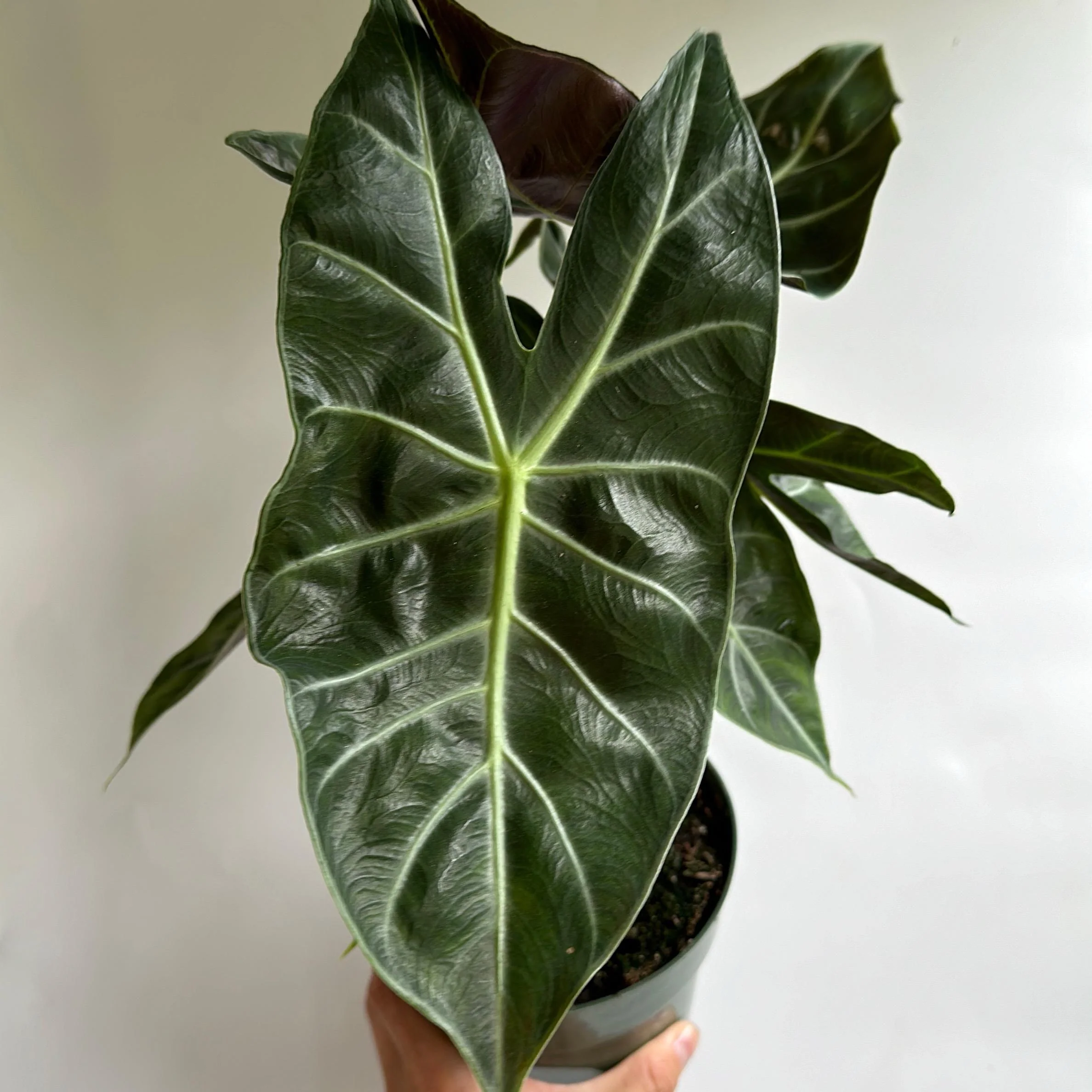 Alocasia 'Pink Dragon Morroco' - Image 8