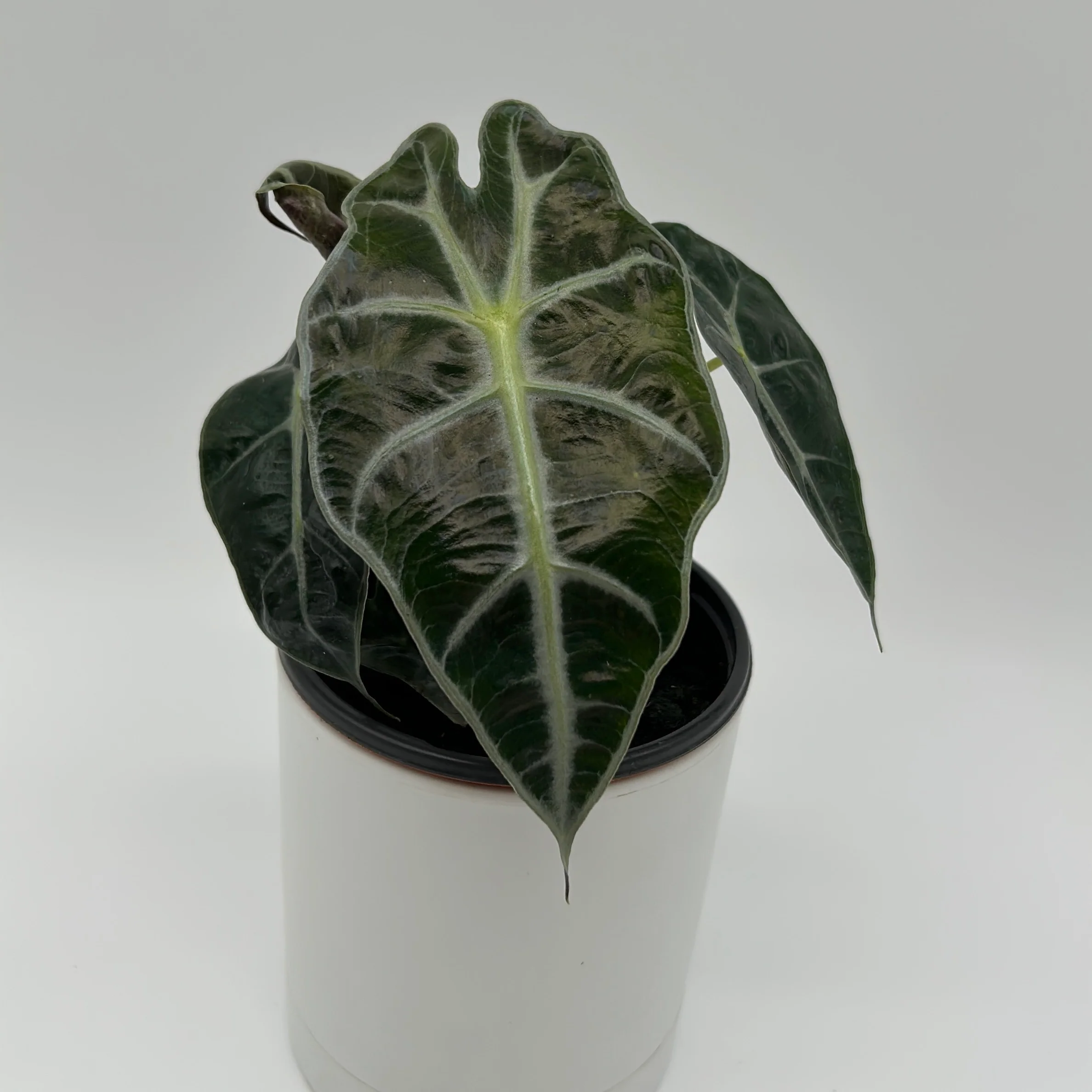 Alocasia Polly - Image 4