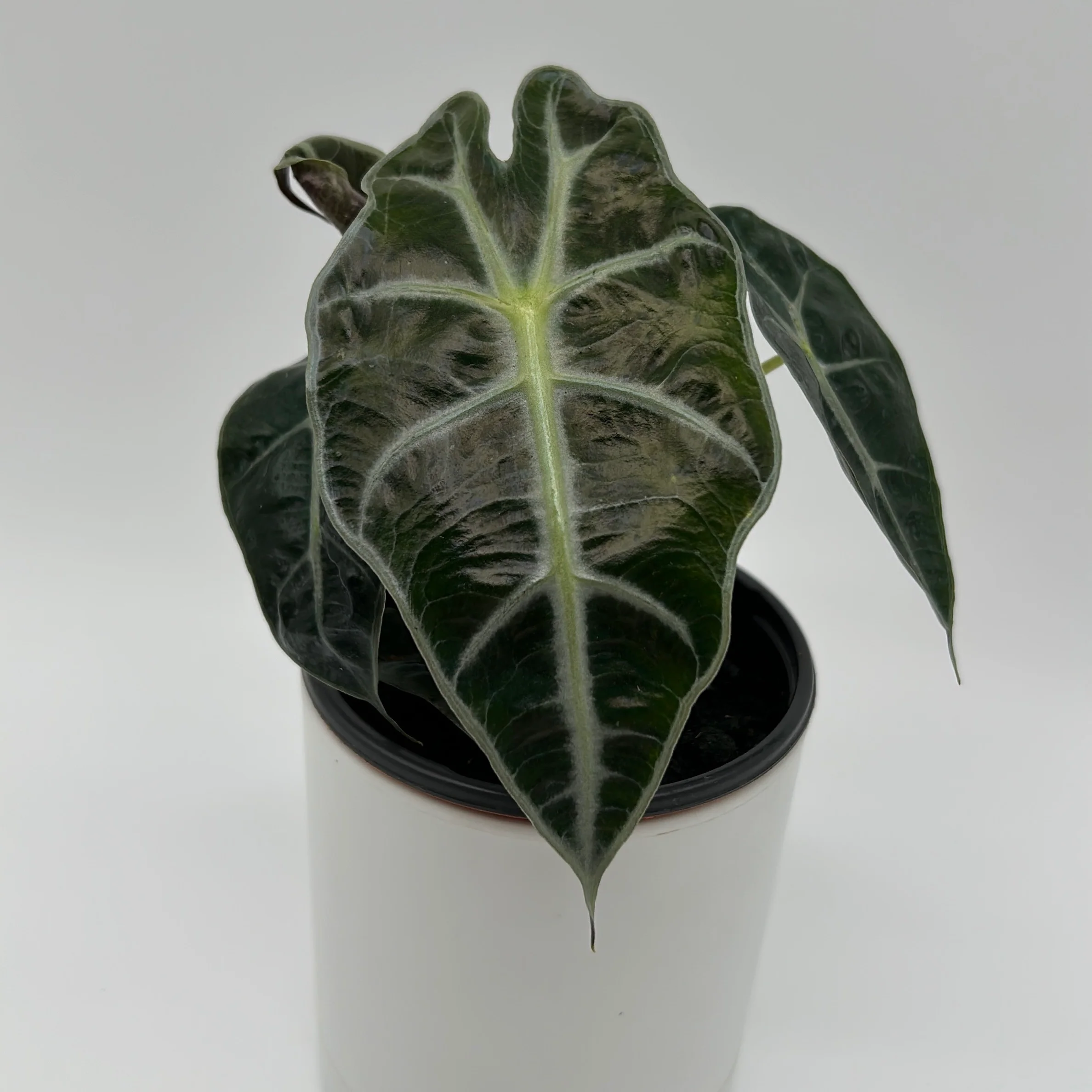 Alocasia Polly - Image 5