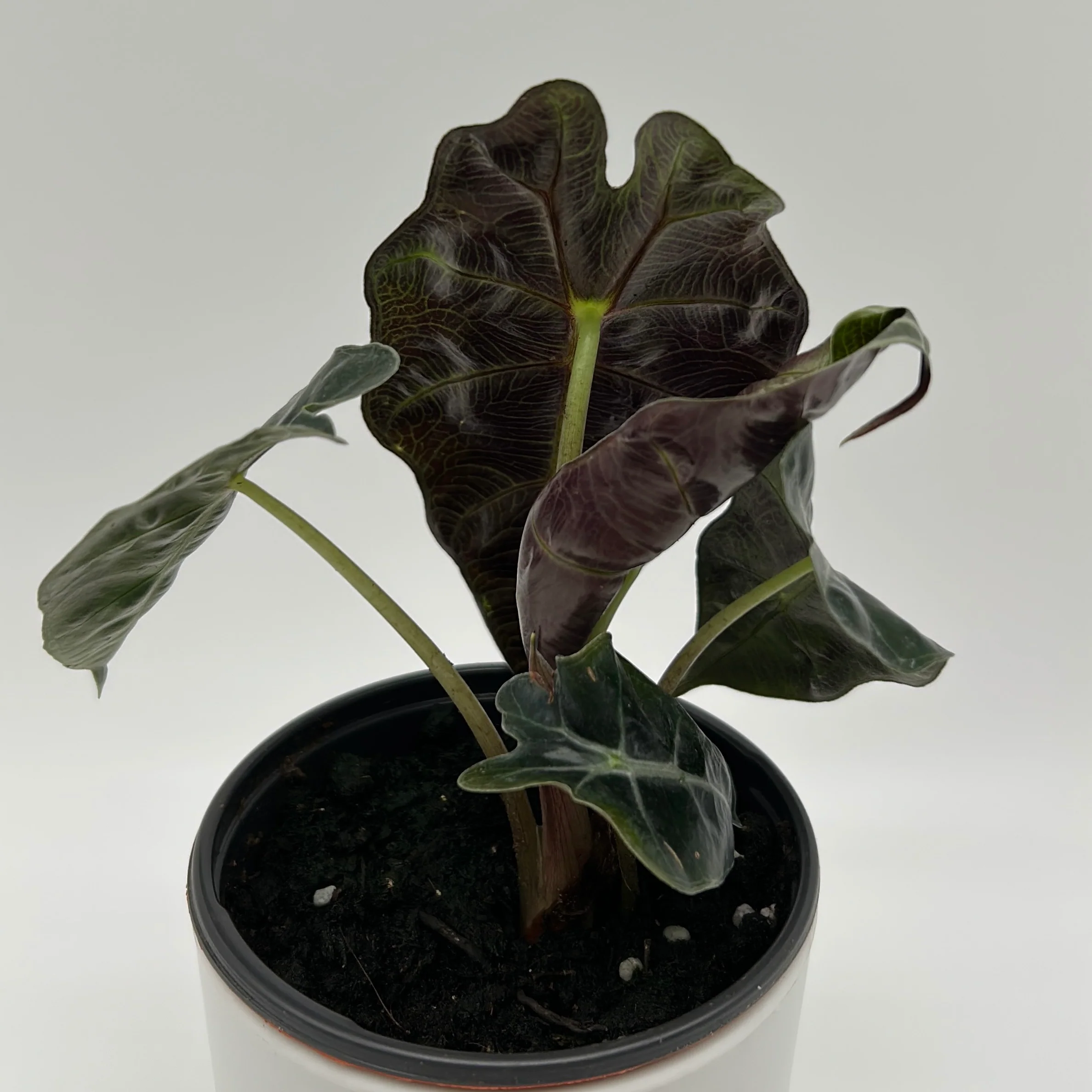 Alocasia Polly - Image 6