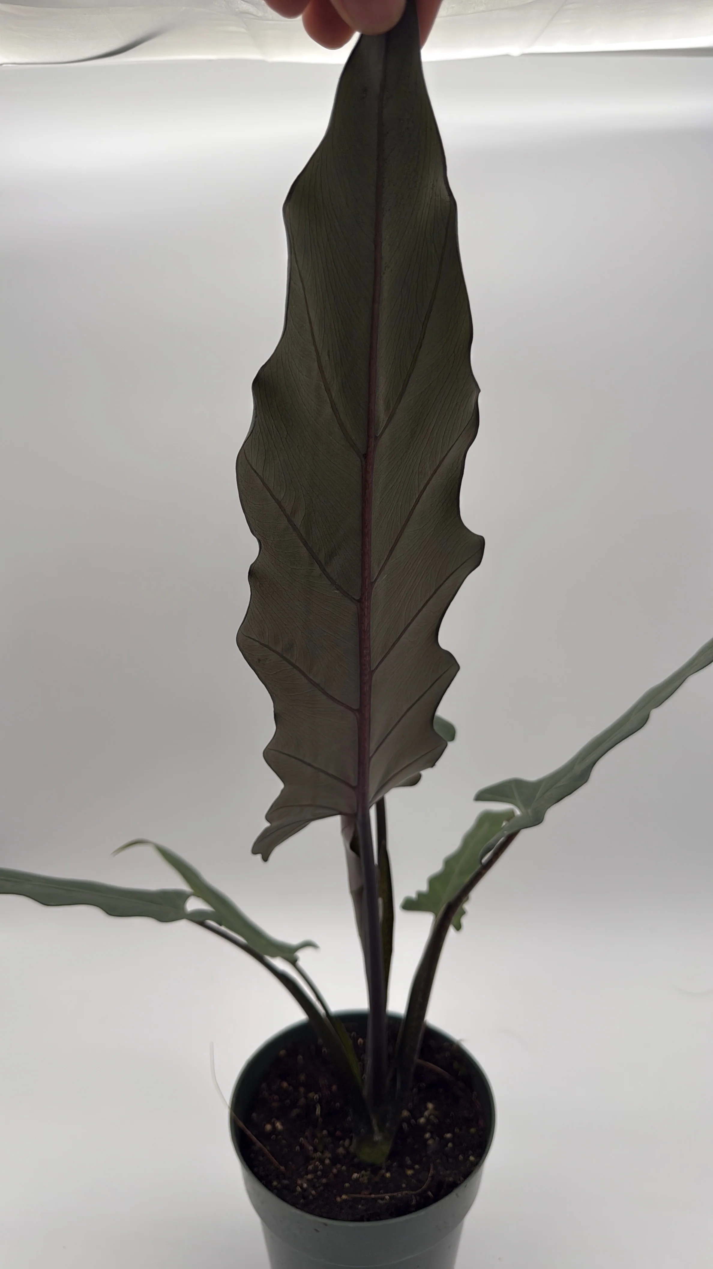 Alocasia Purple Sword - Image 2