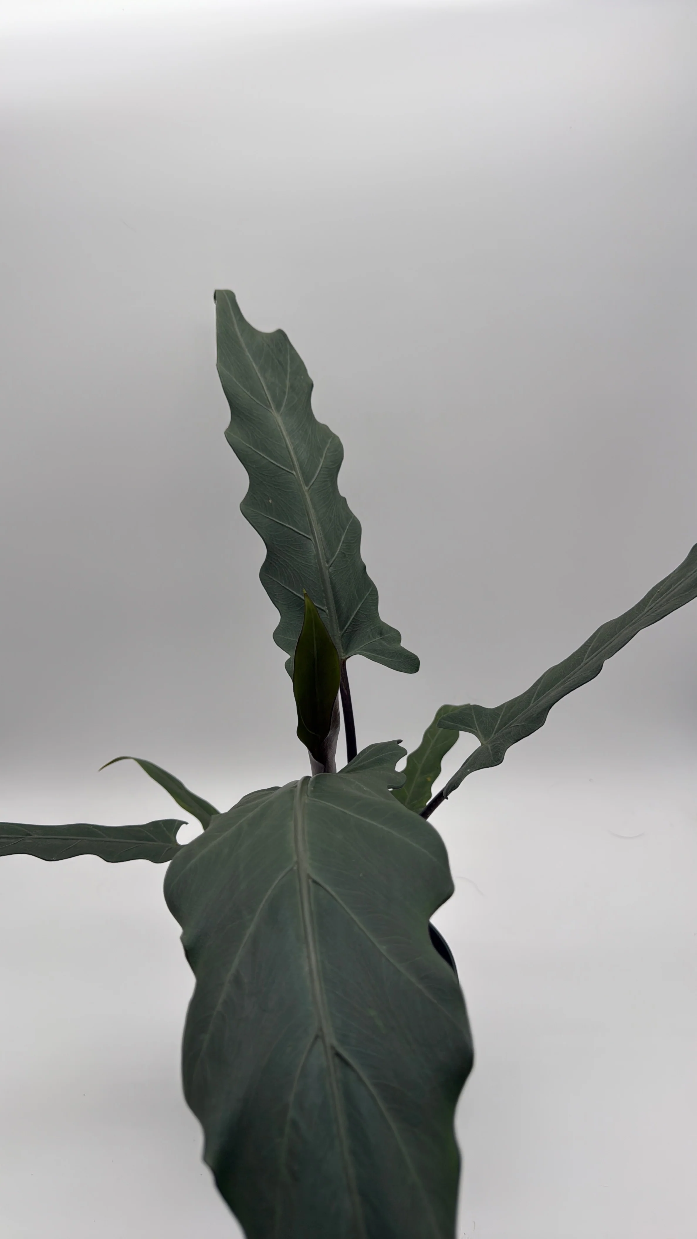 Alocasia Purple Sword - Image 3