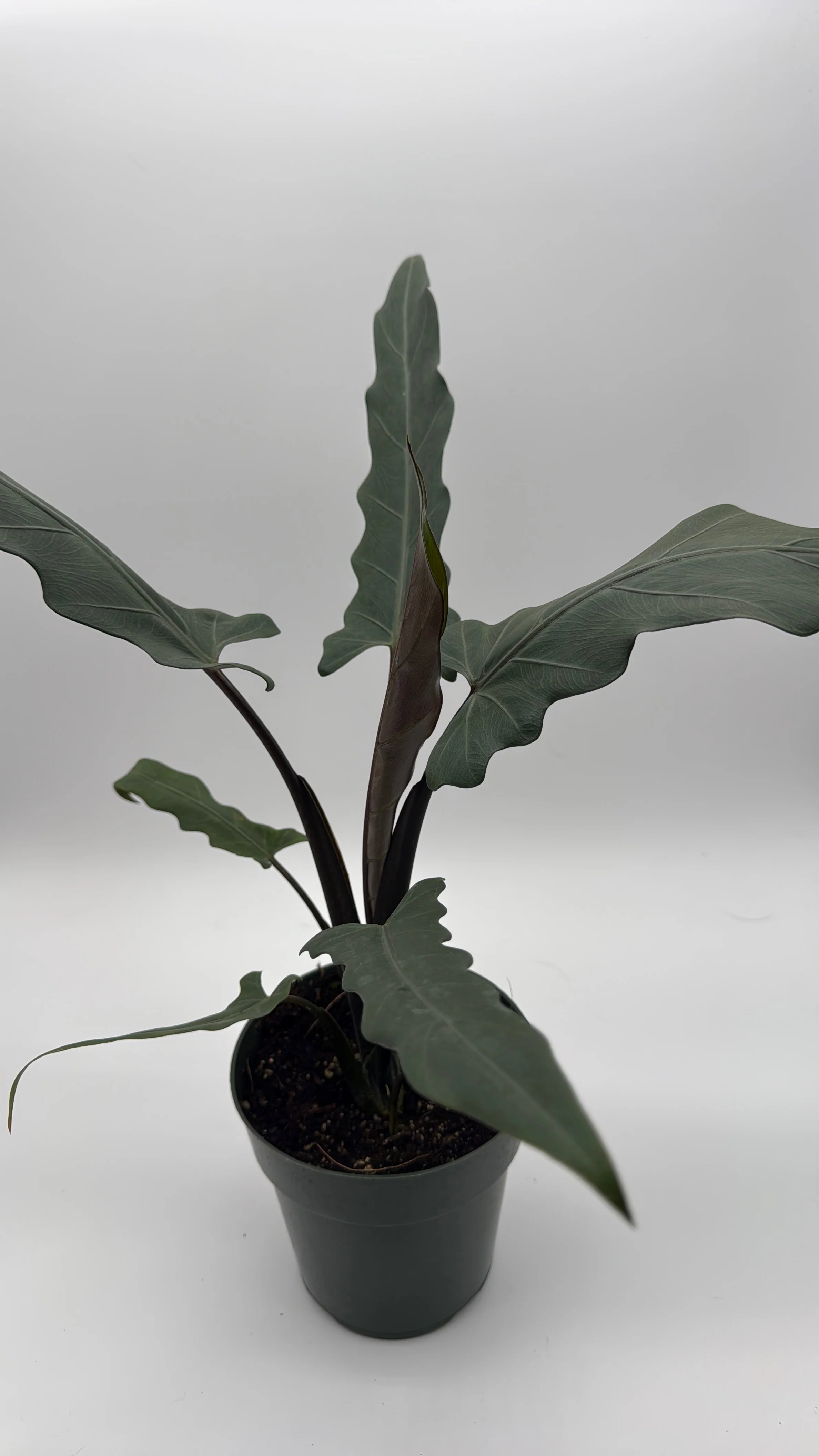 Alocasia Purple Sword - Image 4