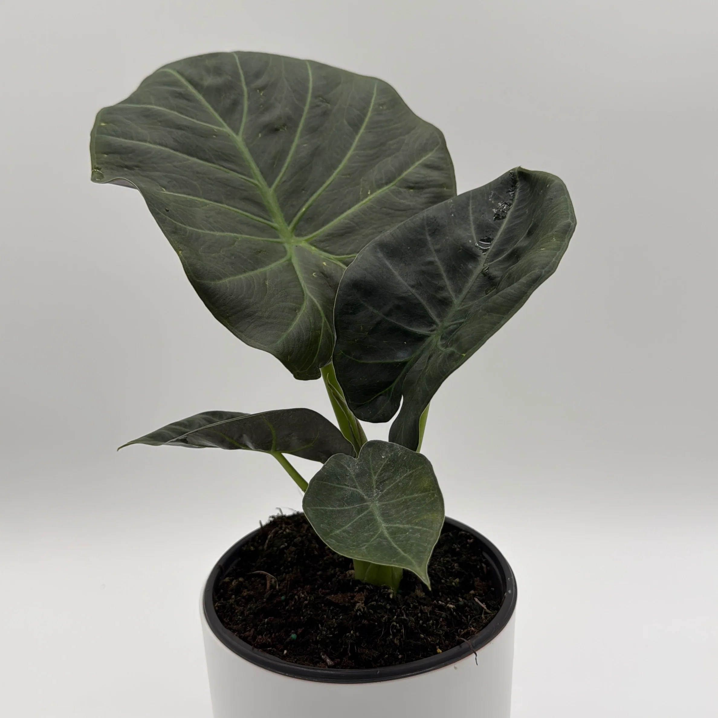 Alocasia Regal Shields Sumo