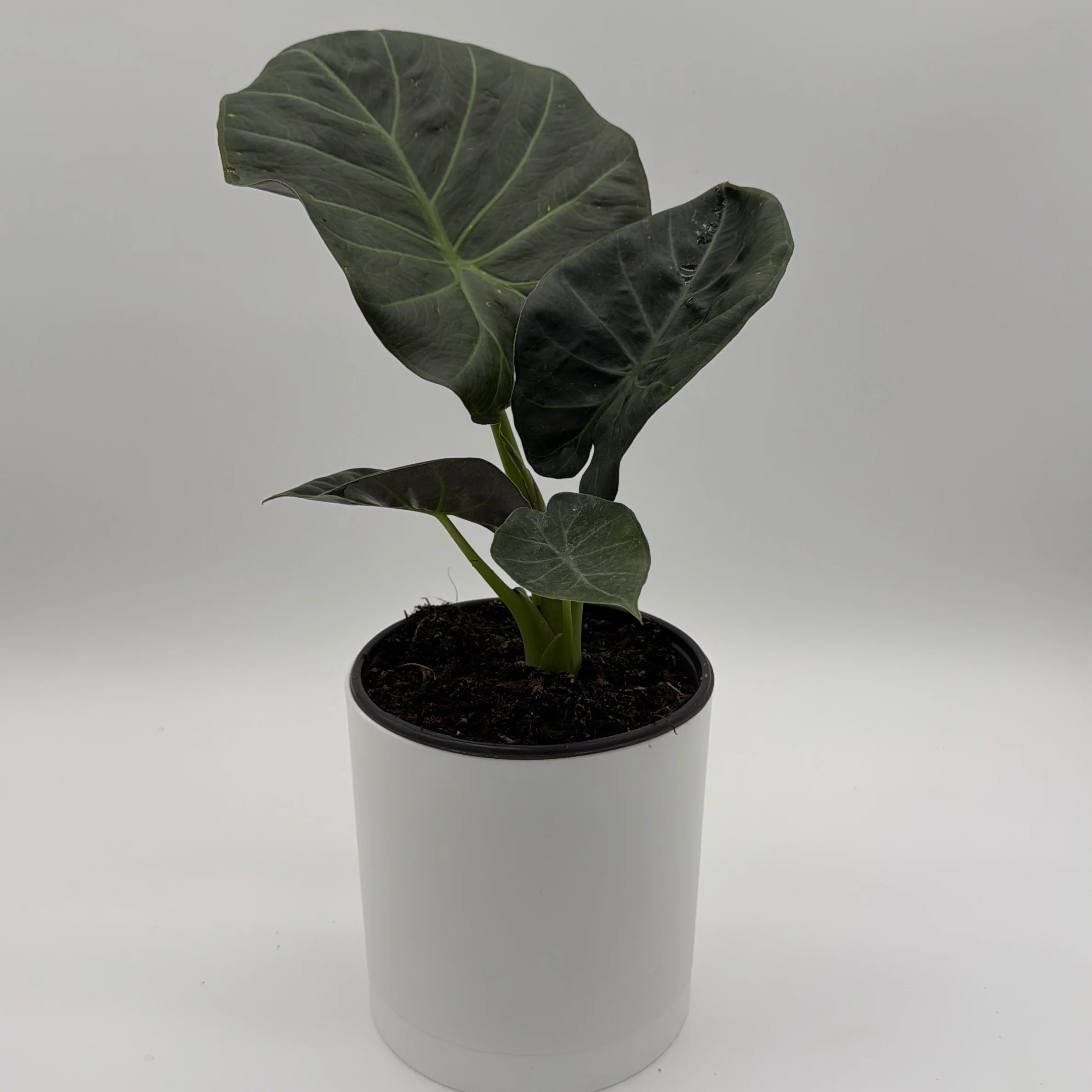 Alocasia Regal Shields Sumo - Image 2