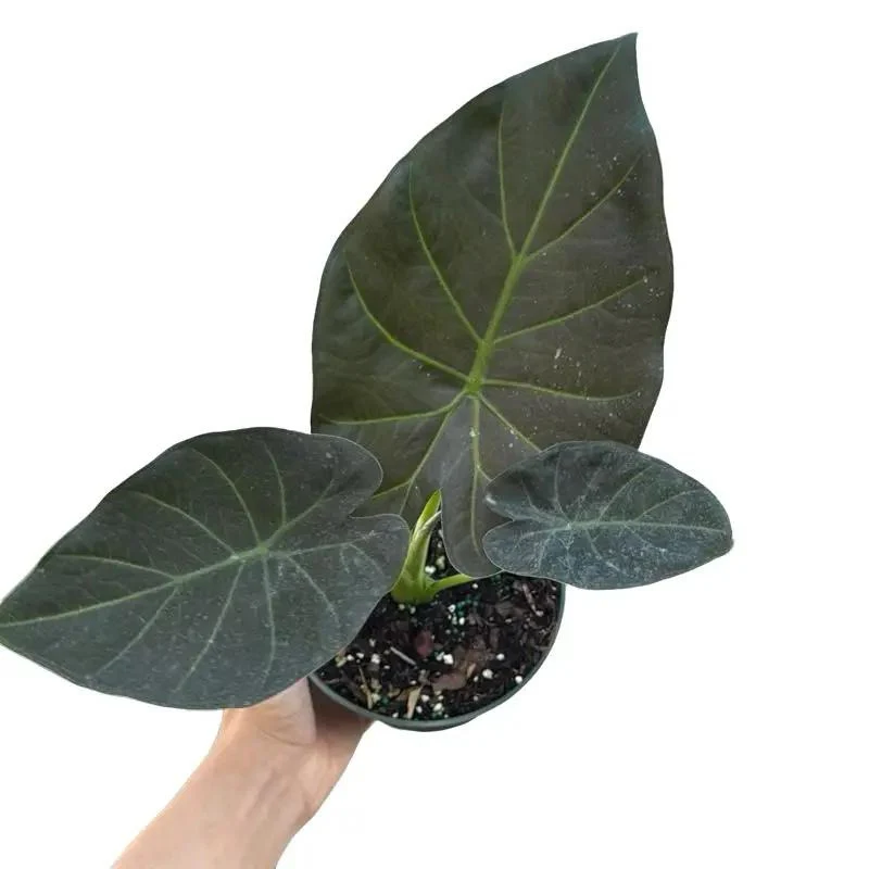 Alocasia Regal Shields Sumo - Image 3