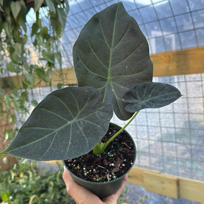 Alocasia Regal Shields Sumo - Image 4