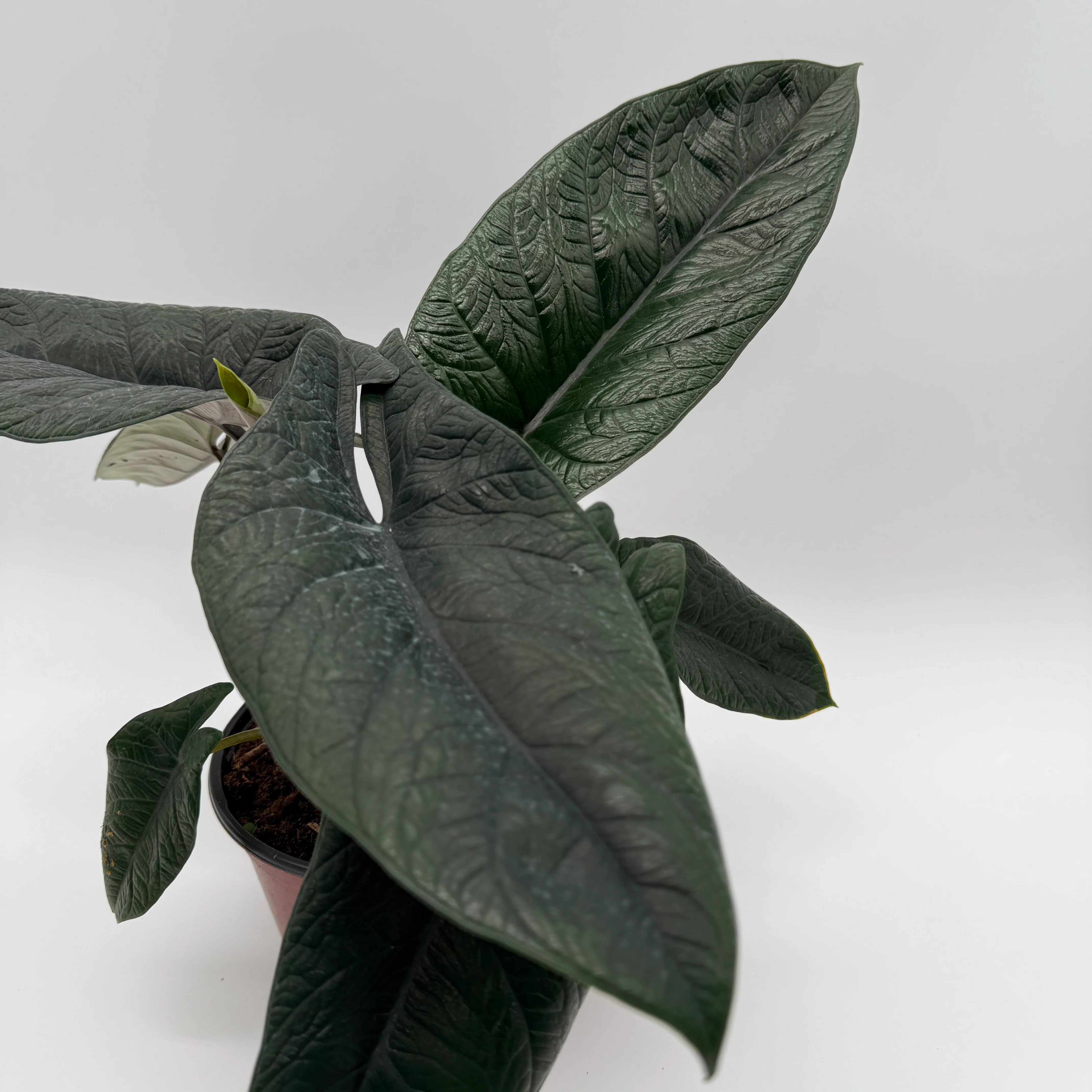 Alocasia Scalprum - Image 2