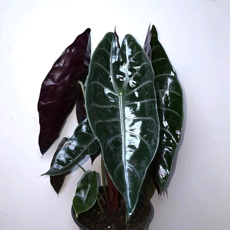 Alocasia Sedenii Hybrid - Image 2