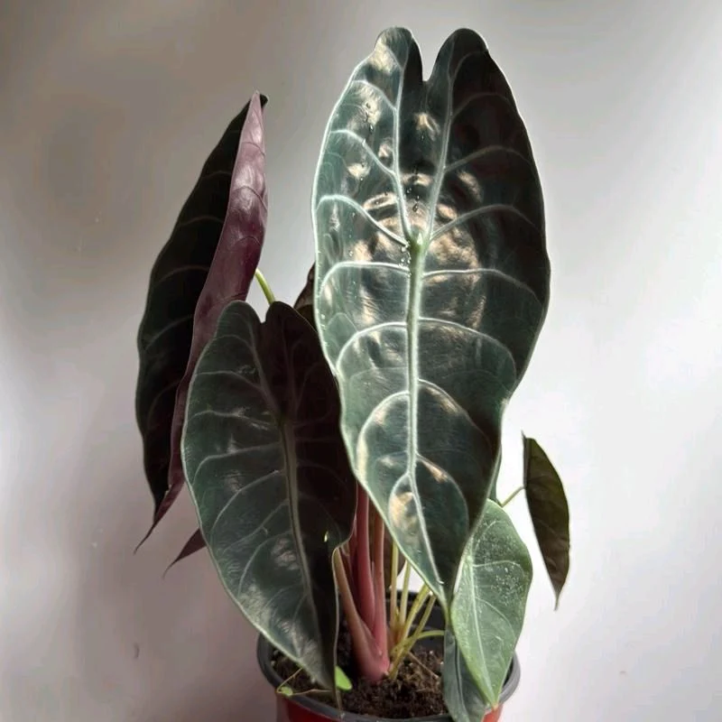 Alocasia Sedenii Hybrid - Image 3