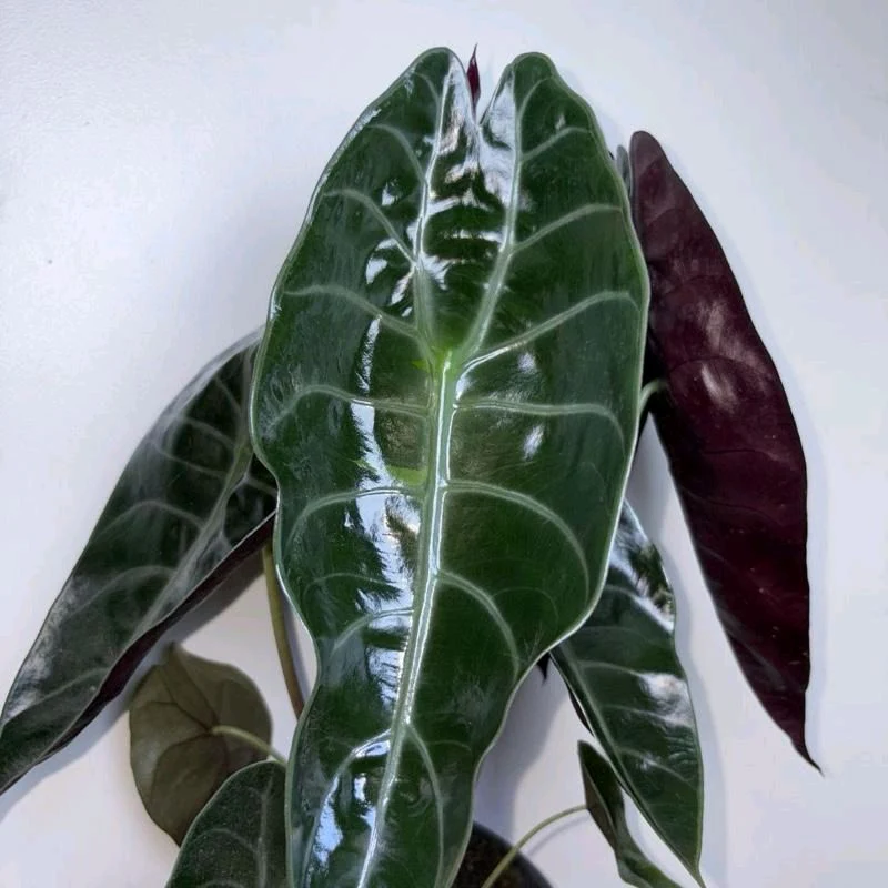 Alocasia Sedenii Hybrid - Image 4