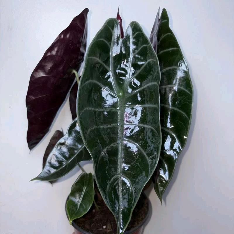 Alocasia Sedenii Hybrid - Image 5