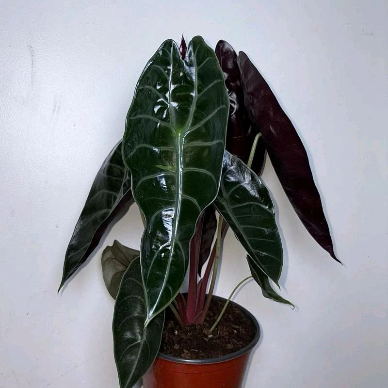 Alocasia Sedenii Hybrid - Image 6