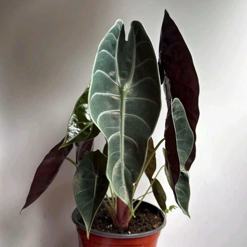 Alocasia Sedenii Hybrid - Image 7