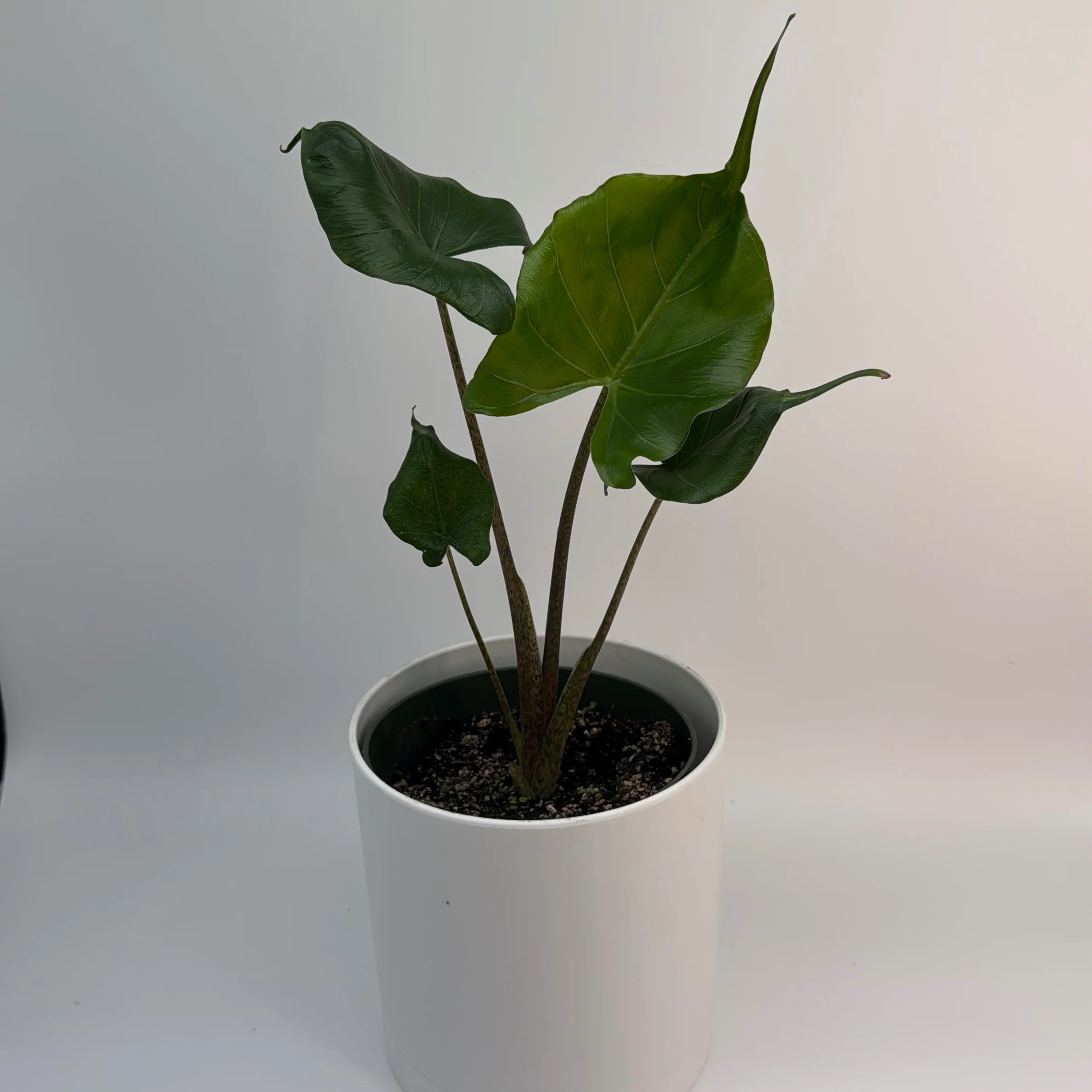 Alocasia Stingray - Image 2