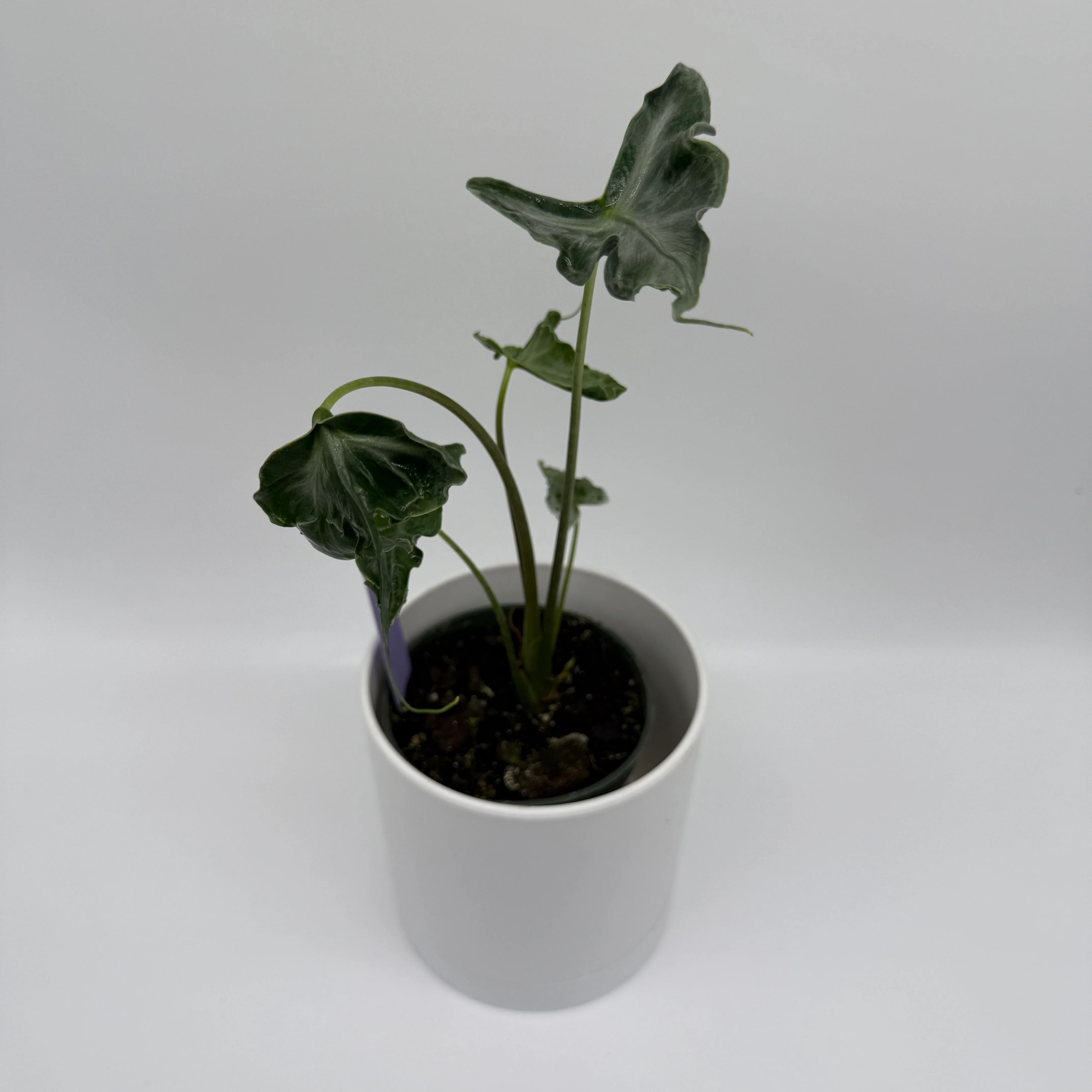 Alocasia ‘Teletubbies’ - Image 2