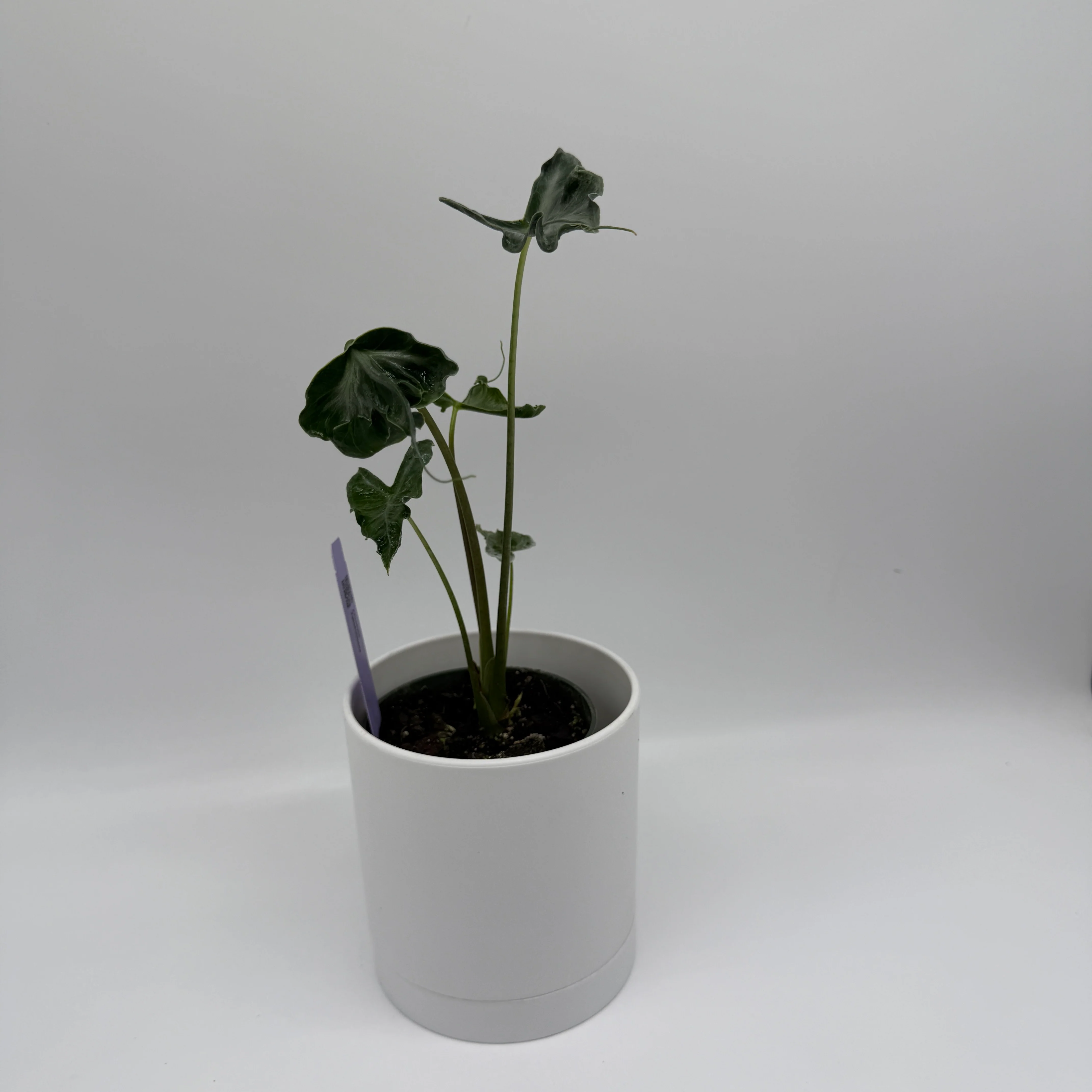 Alocasia ‘Teletubbies’ - Image 3