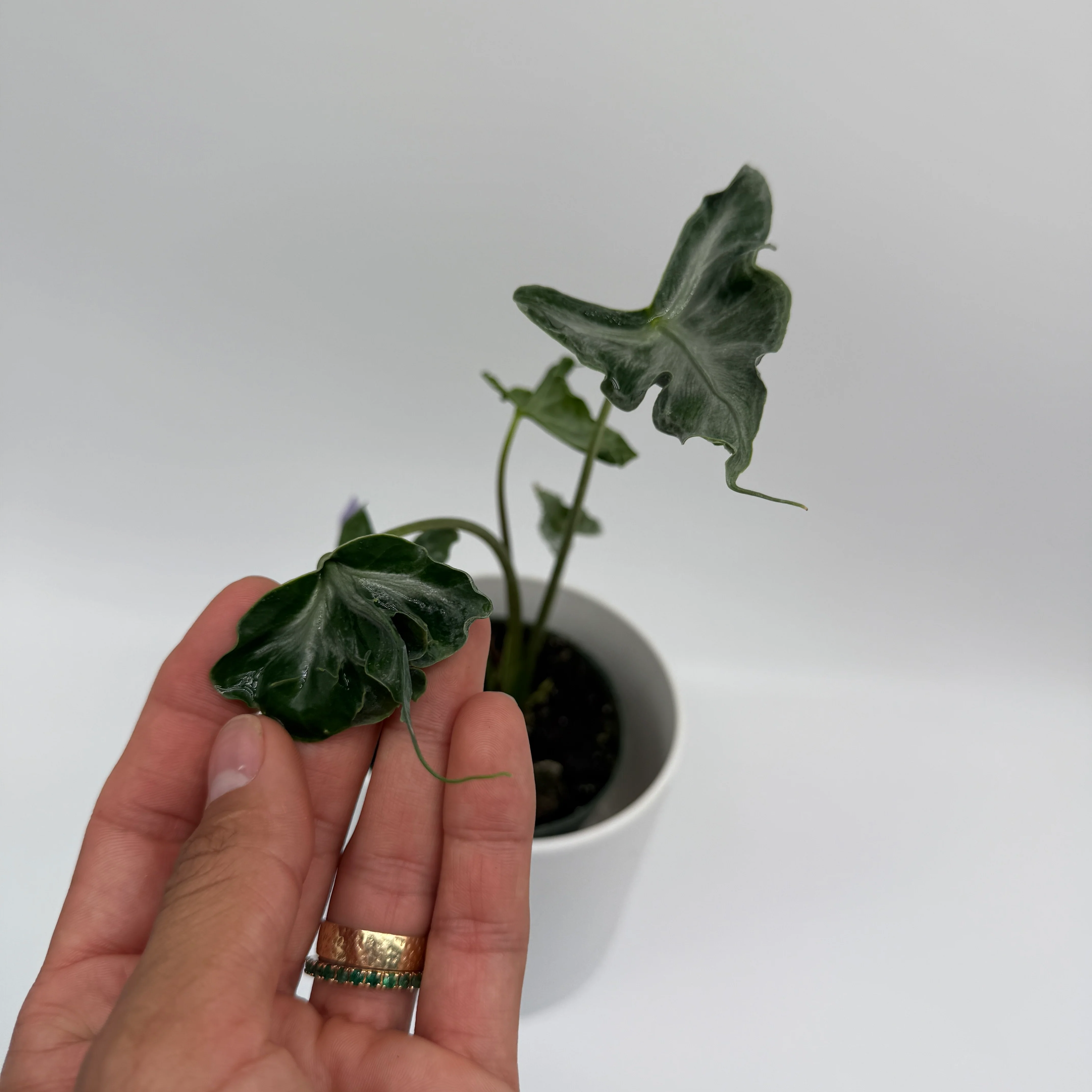 Alocasia ‘Teletubbies’ - Image 4