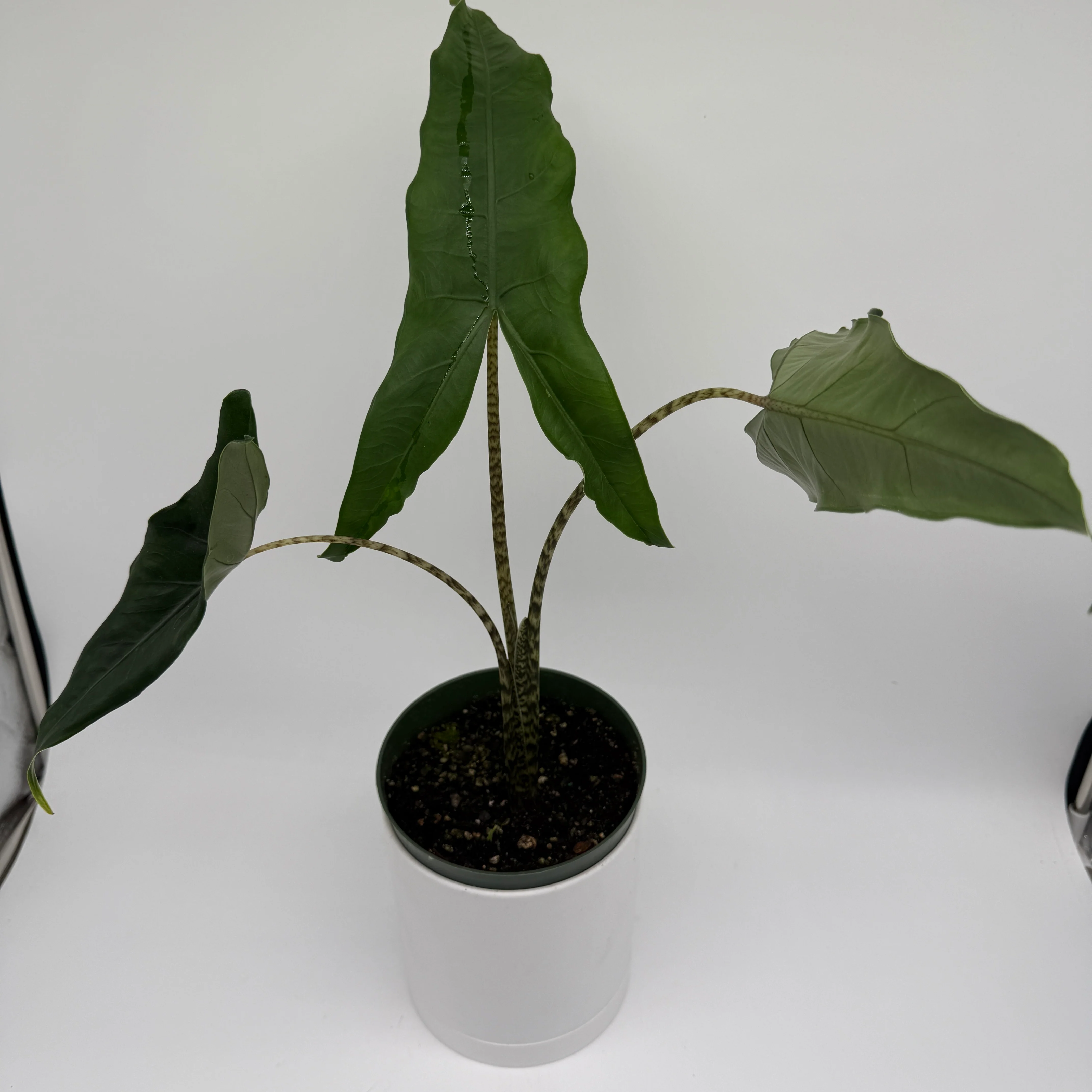 Alocasia Tigrina Superba - Image 2