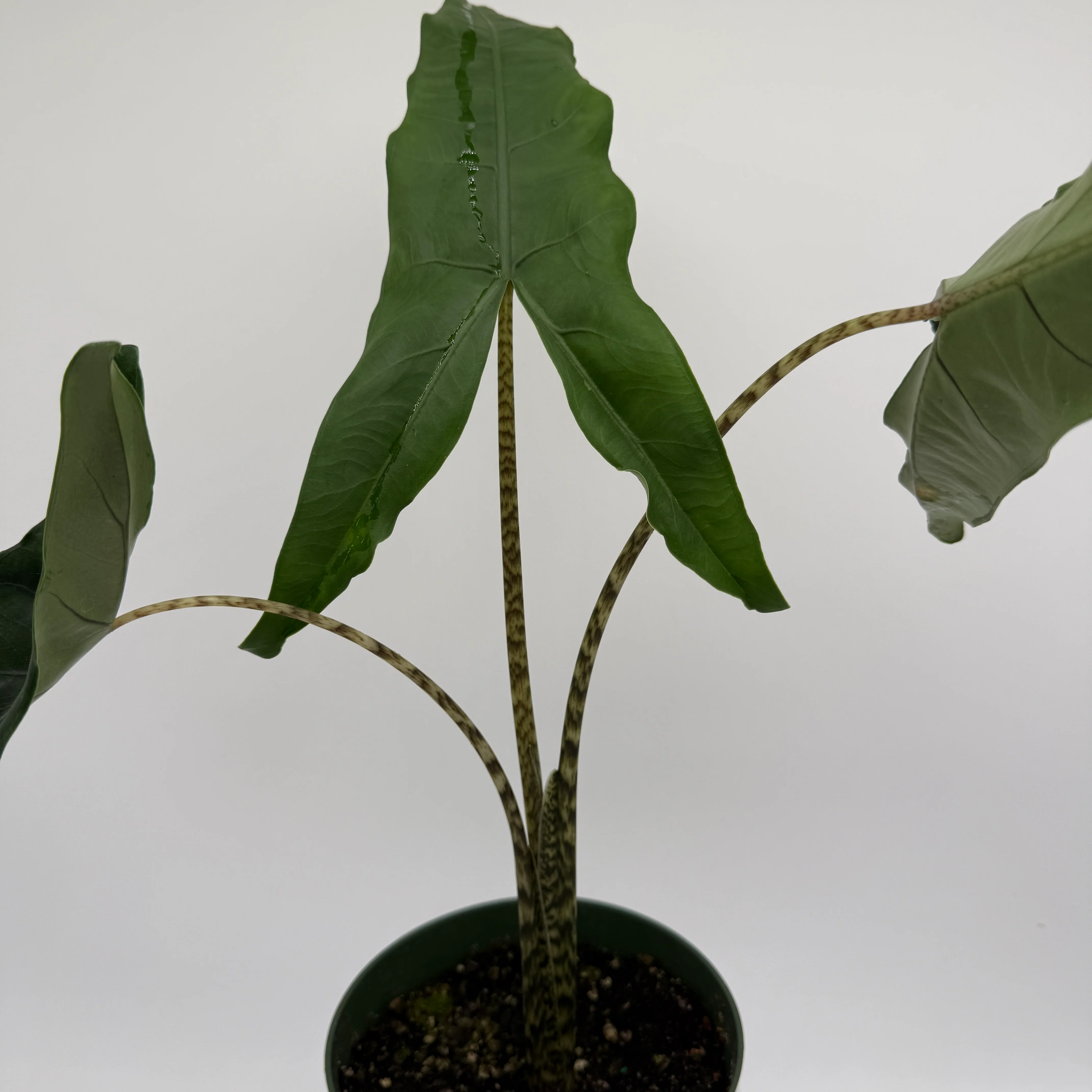 Alocasia Tigrina Superba - Image 3