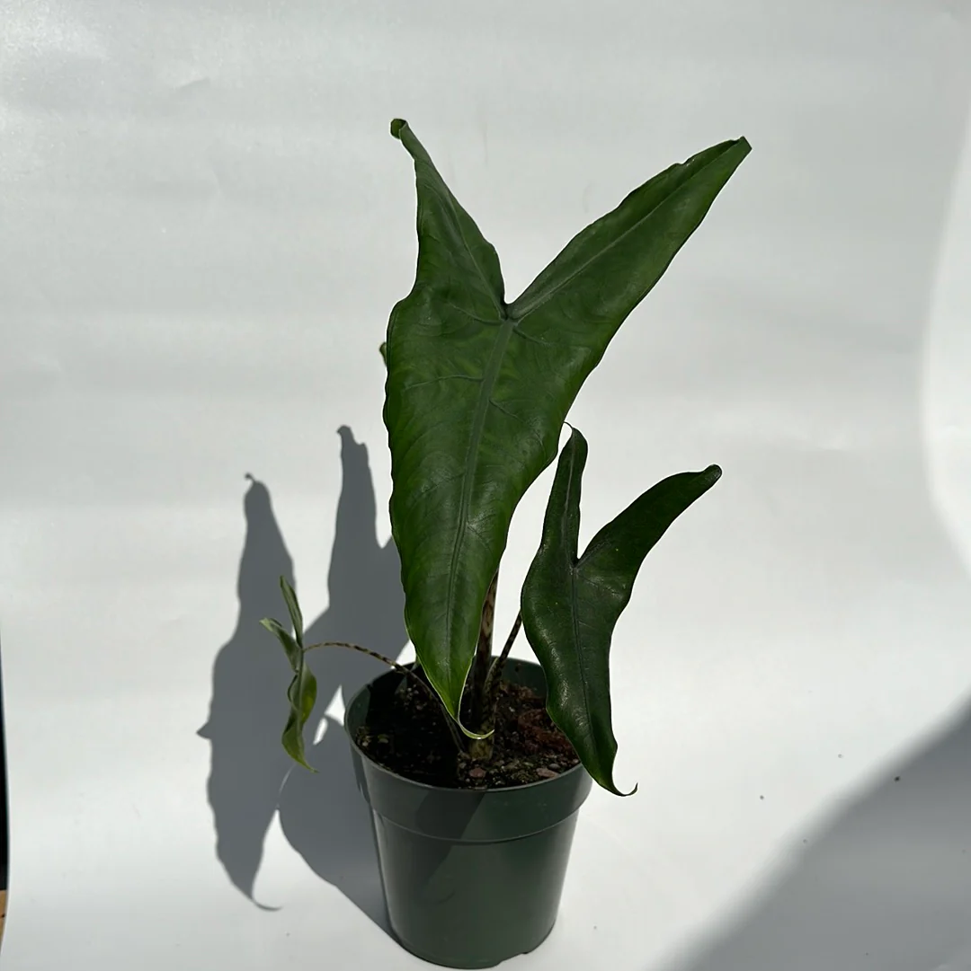 Alocasia Tigrina Superba - Image 4