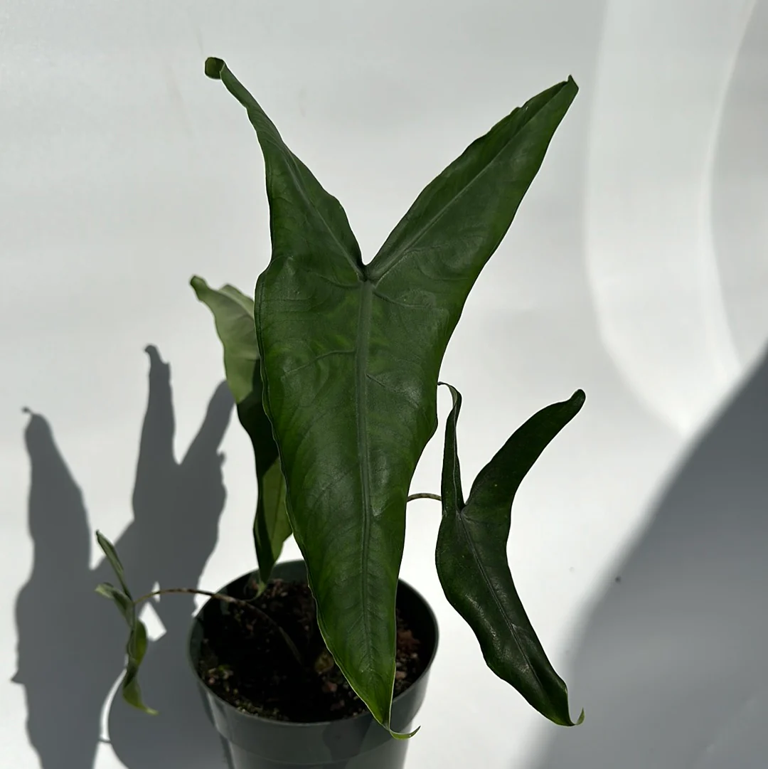 Alocasia Tigrina Superba - Image 5