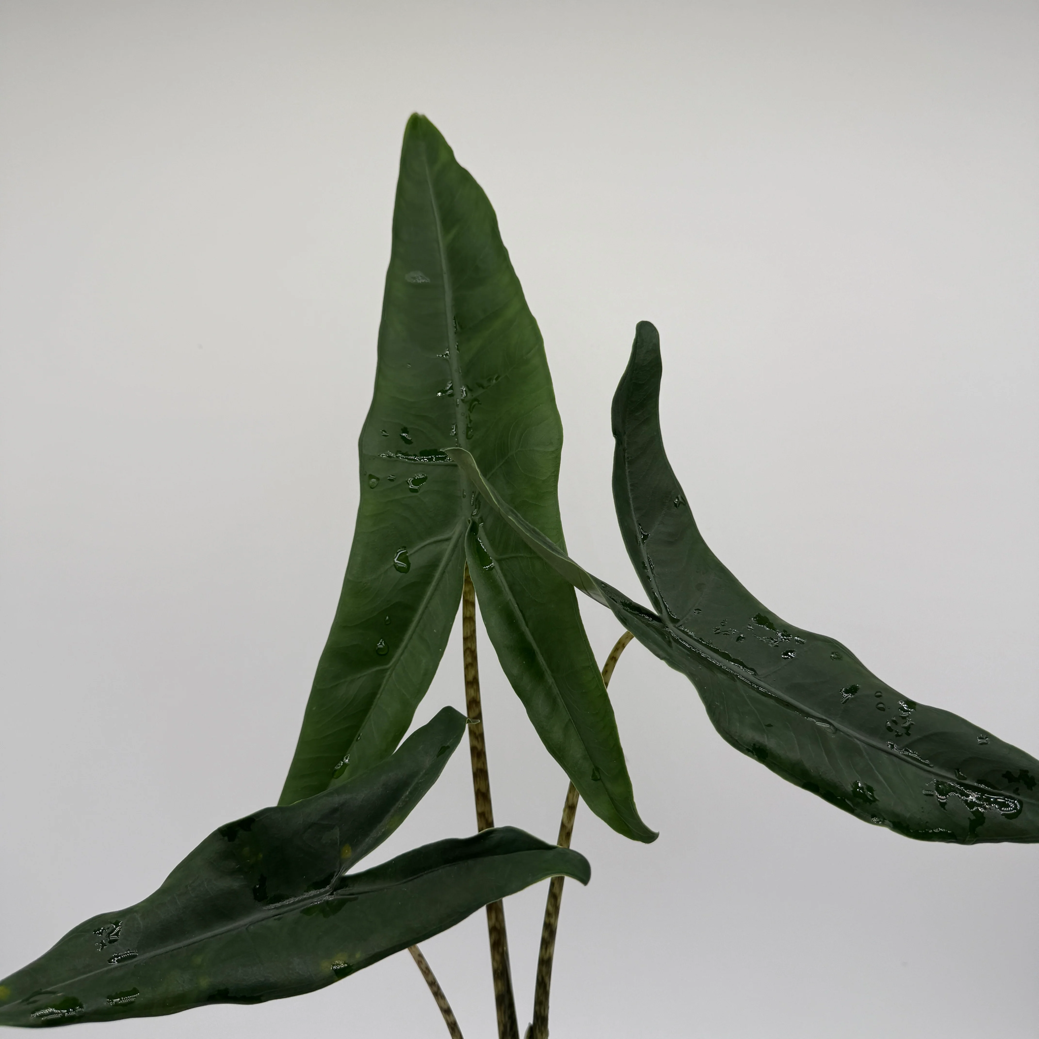 Alocasia Tigrina Superba - Image 6