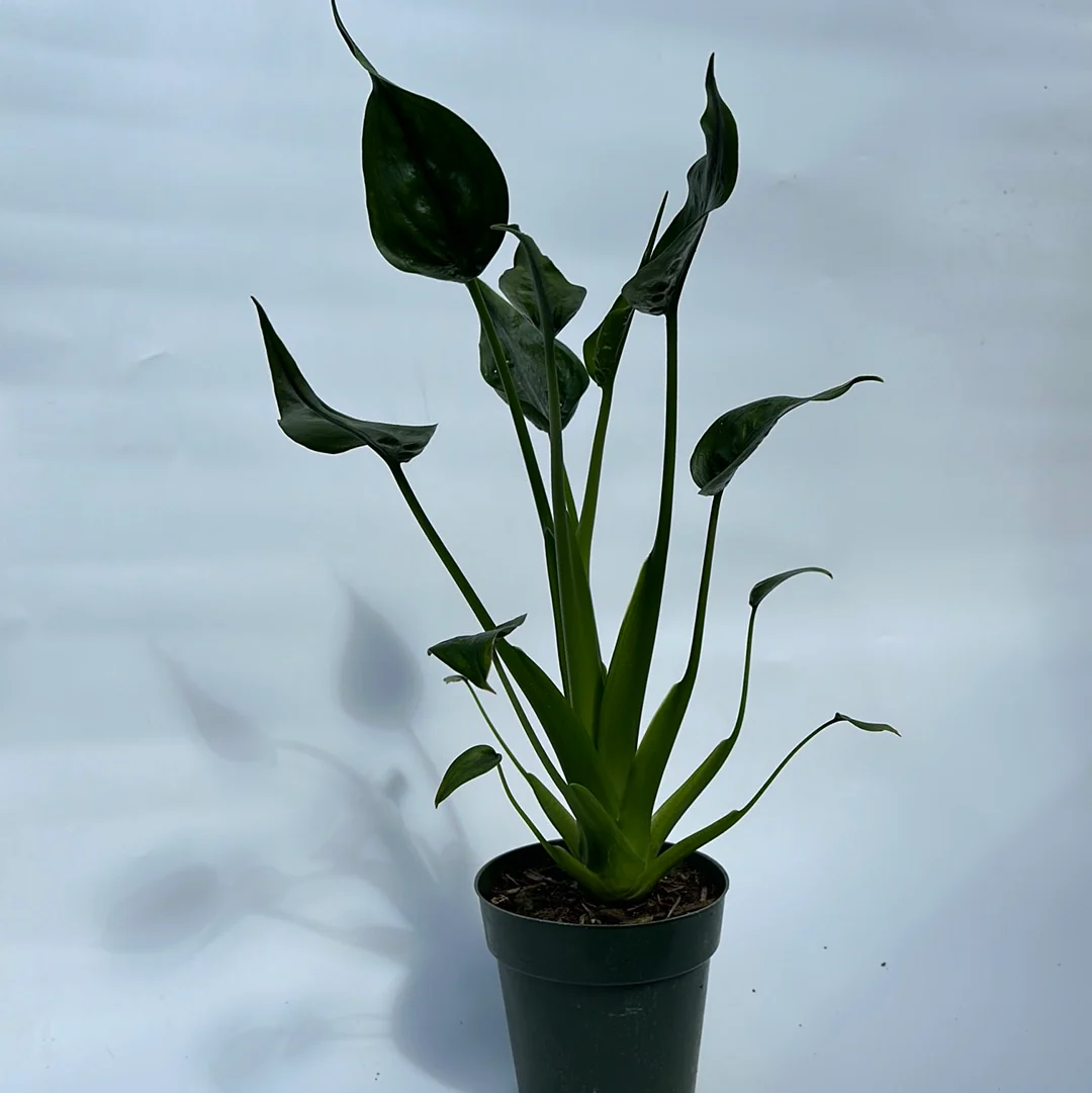Alocasia Tiny Dancers