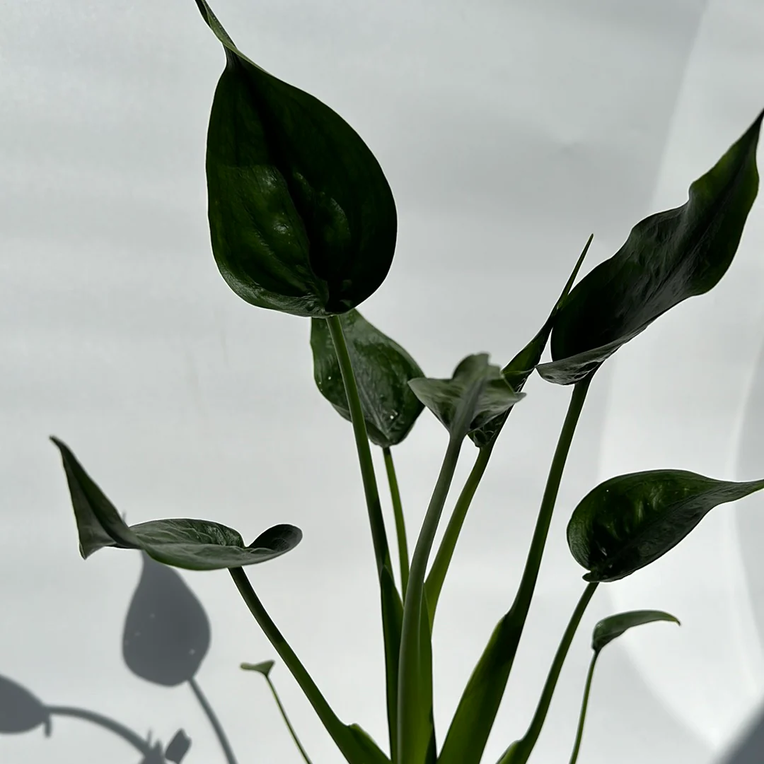 Alocasia Tiny Dancers - Image 2