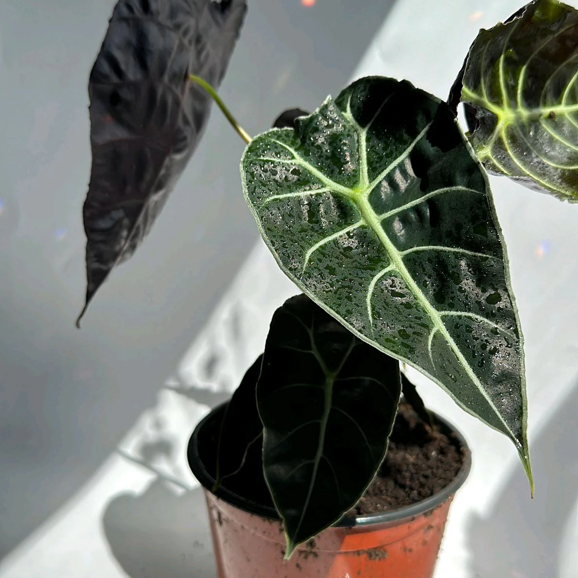 Alocasia Watsoniana 'Lightning' - Image 2