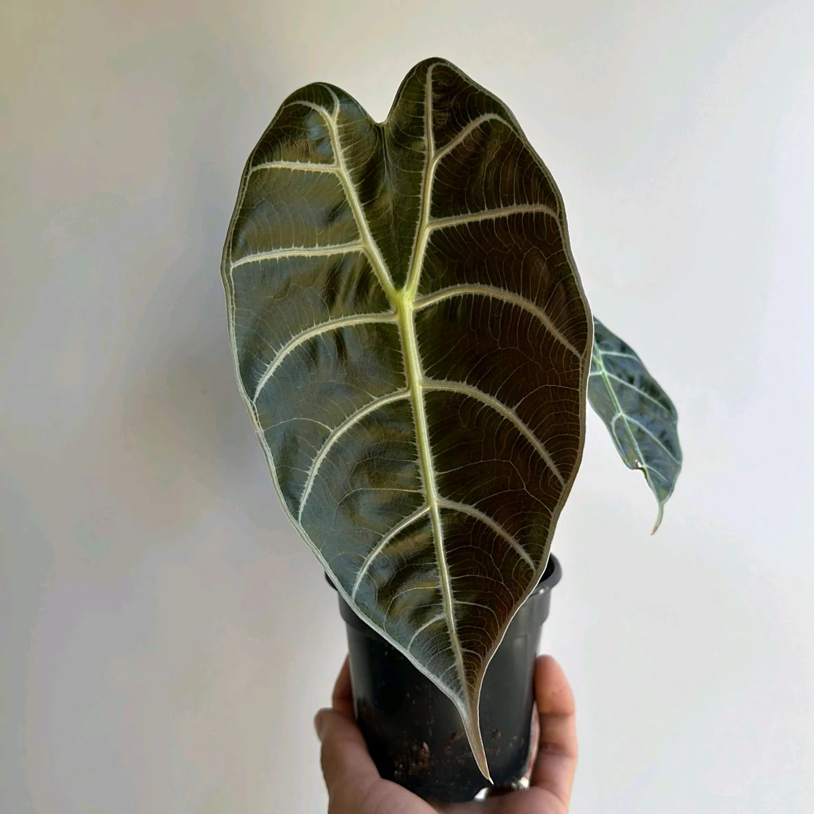 Alocasia Watsoniana 'Lightning' - Image 3