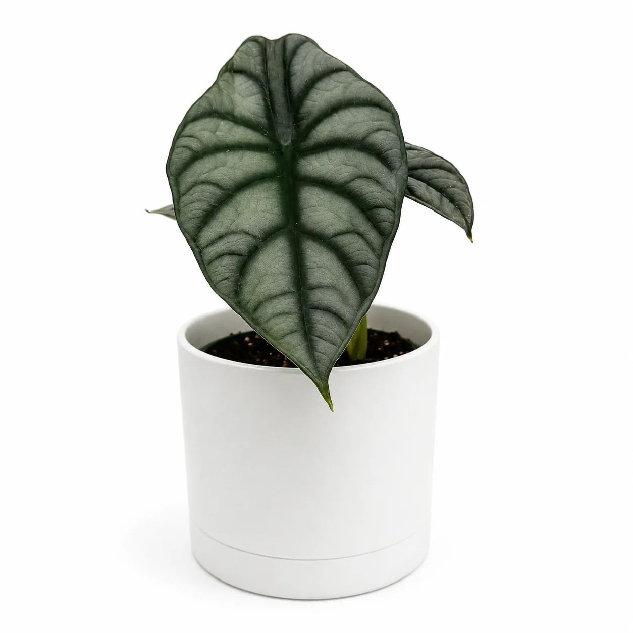 Alocasia White Dragon - Image 3