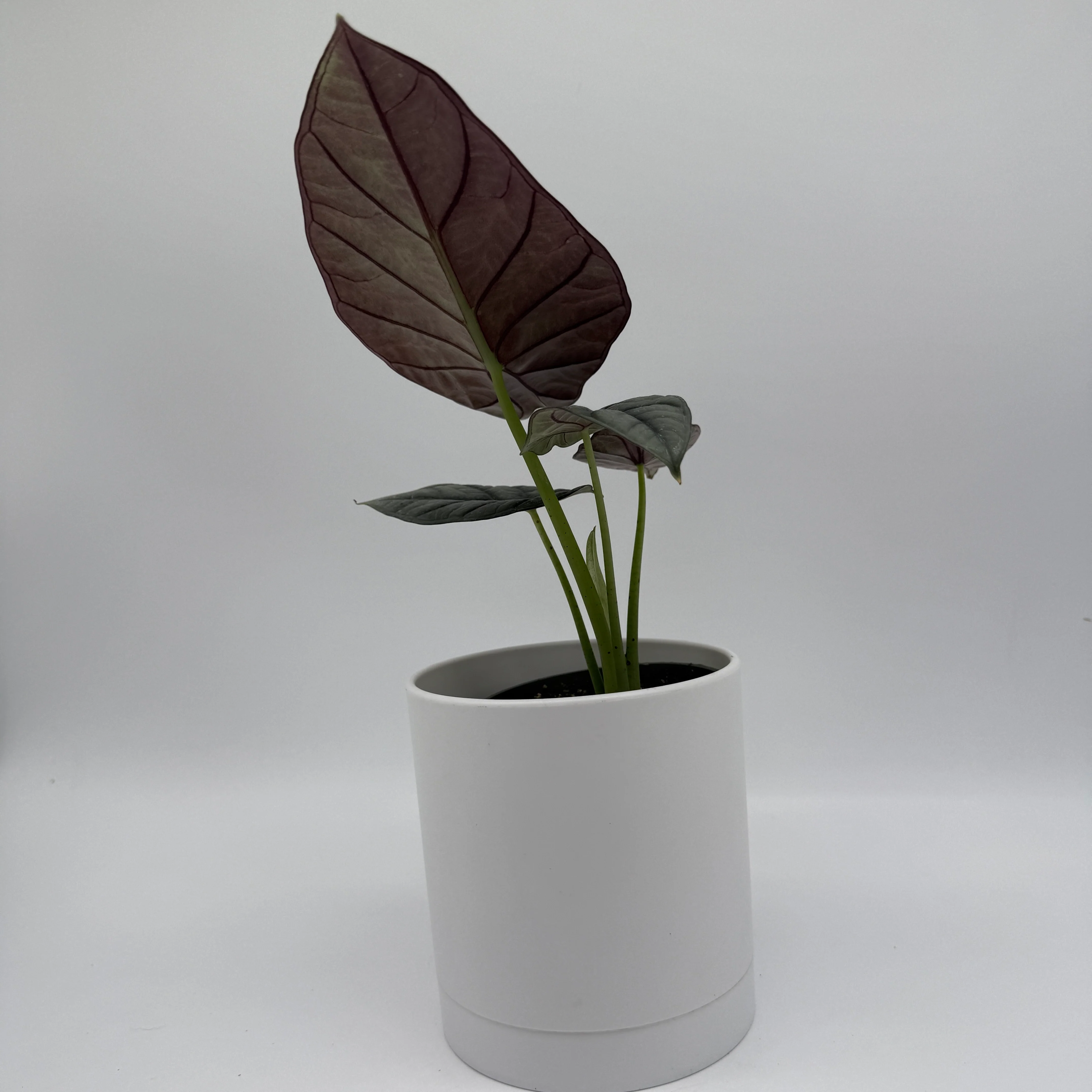 Alocasia White Dragon - Image 4
