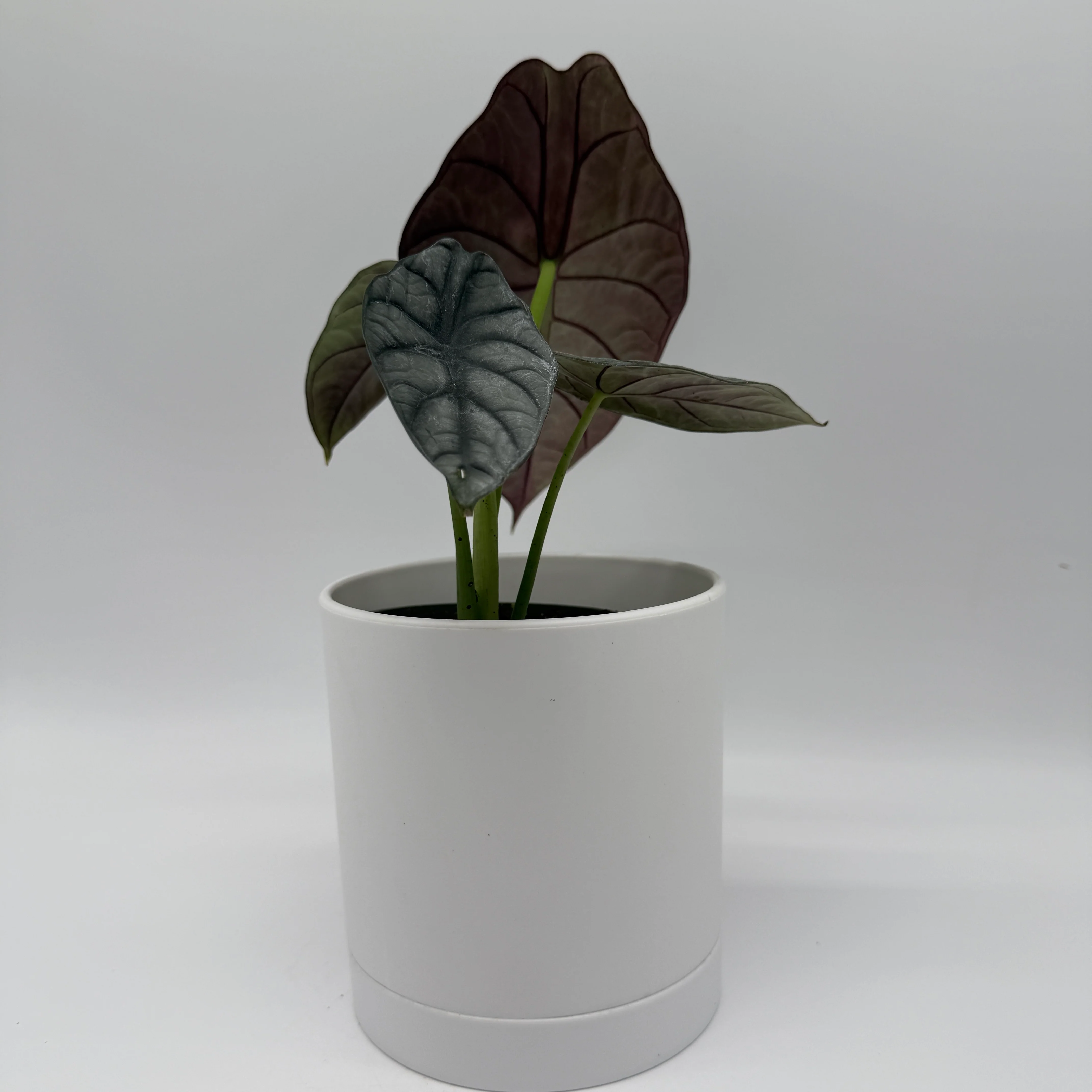 Alocasia White Dragon - Image 5