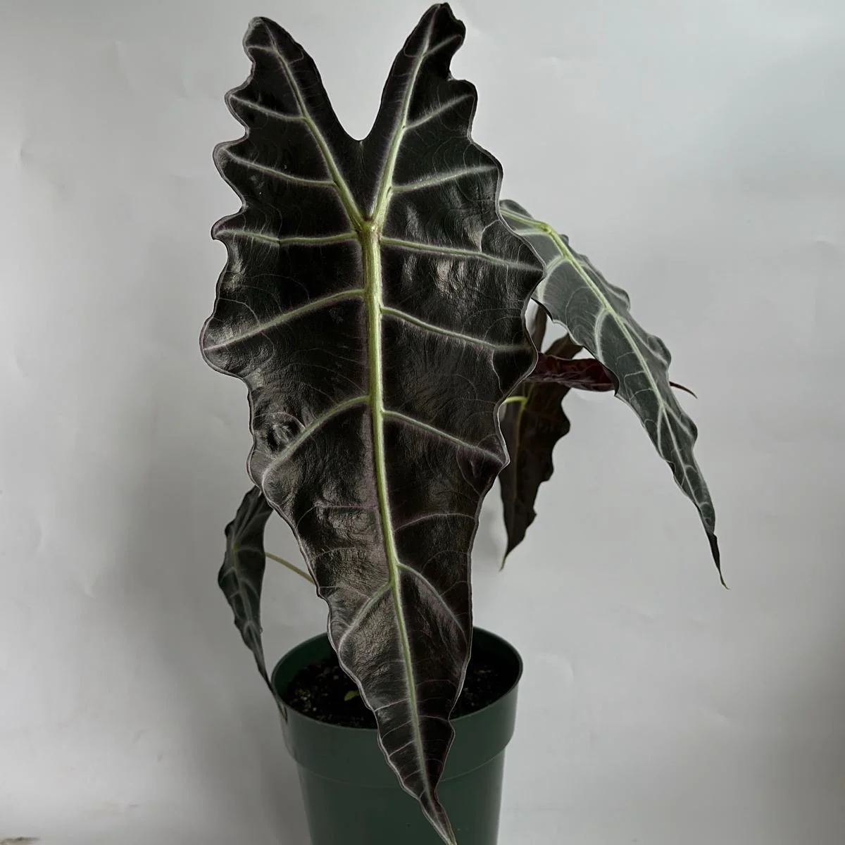 Alocasia x Amazonica 'Purpley' - Image 2