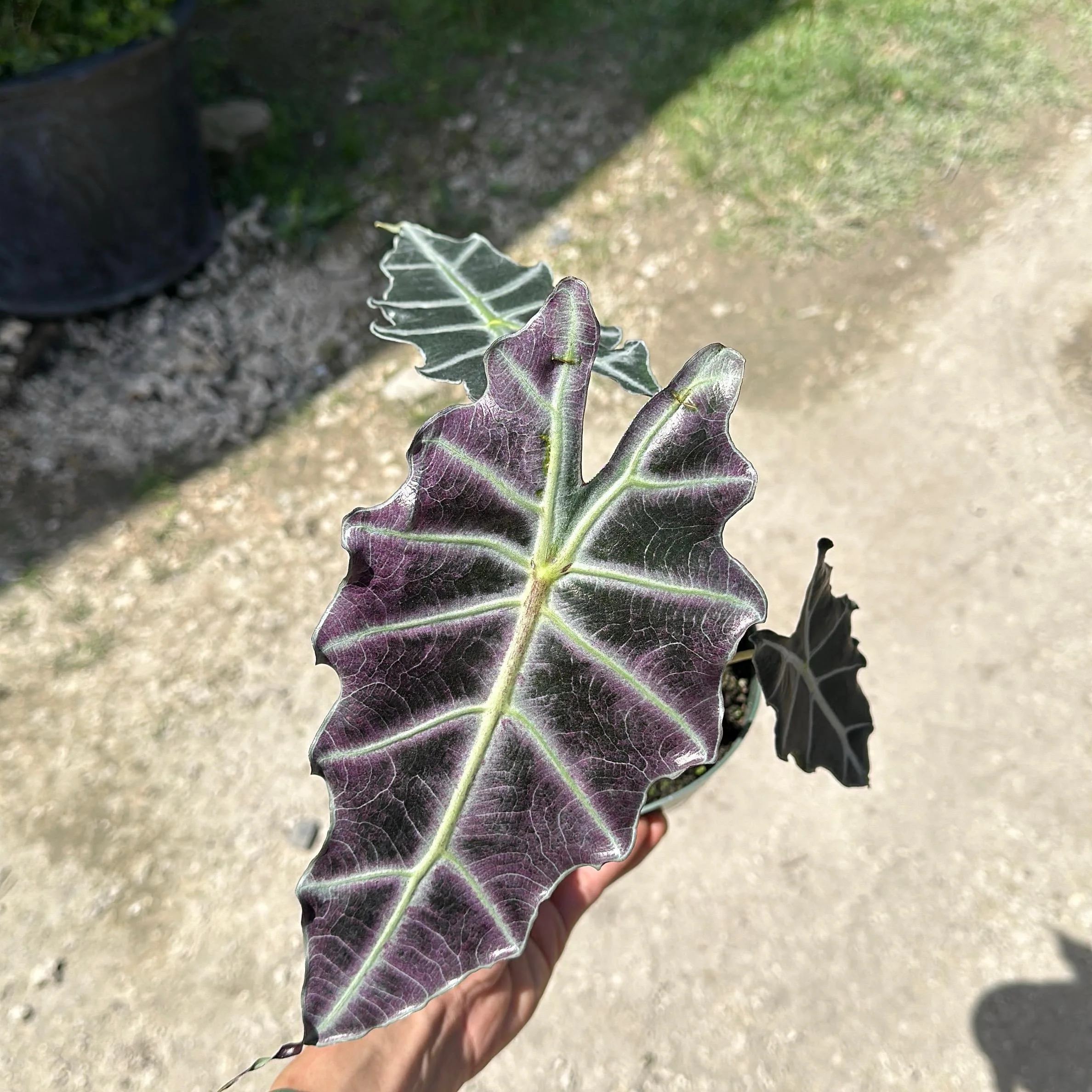 Alocasia x Amazonica 'Purpley' - Image 3