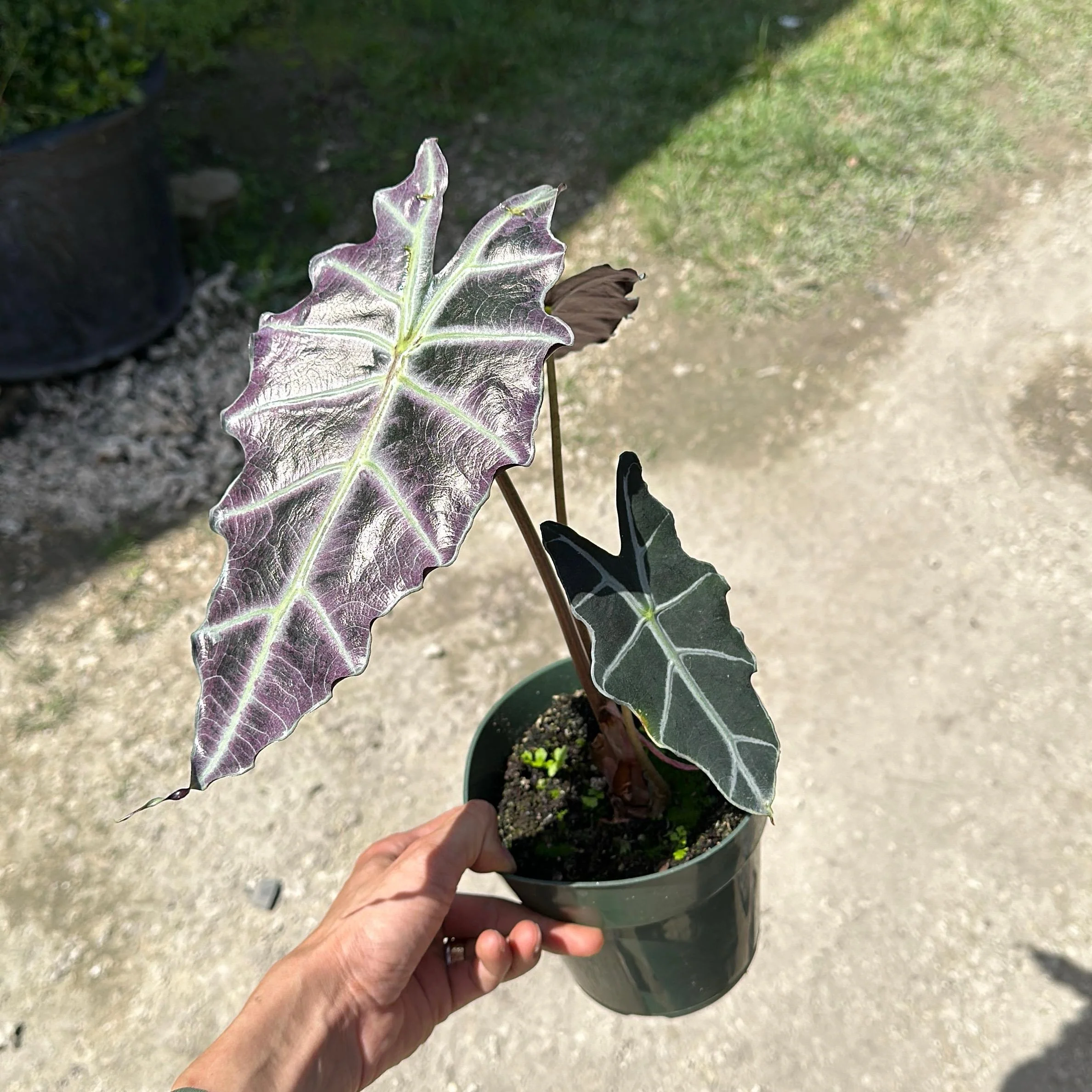 Alocasia x Amazonica 'Purpley' - Image 4
