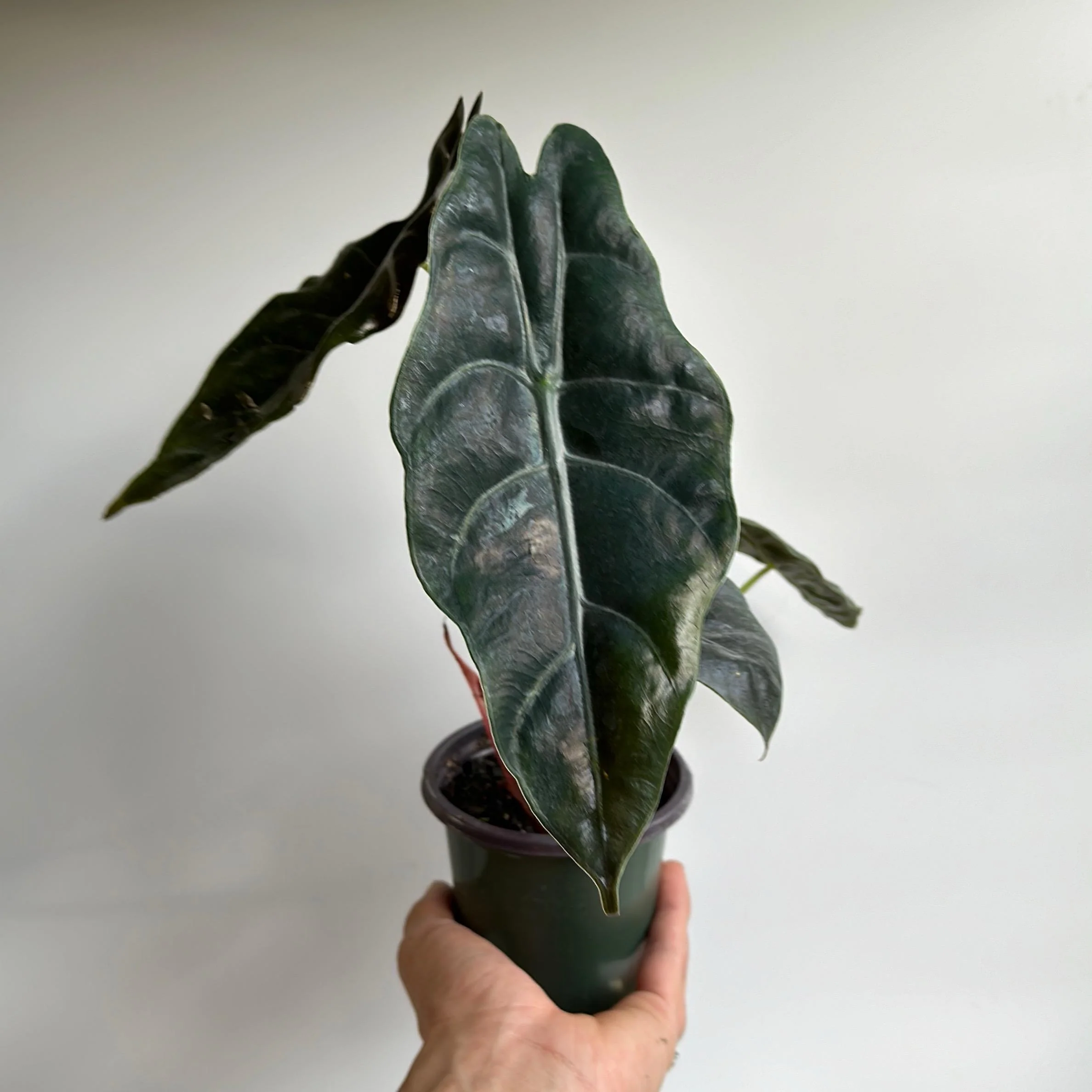 Alocasia x Chantrieri - Image 2
